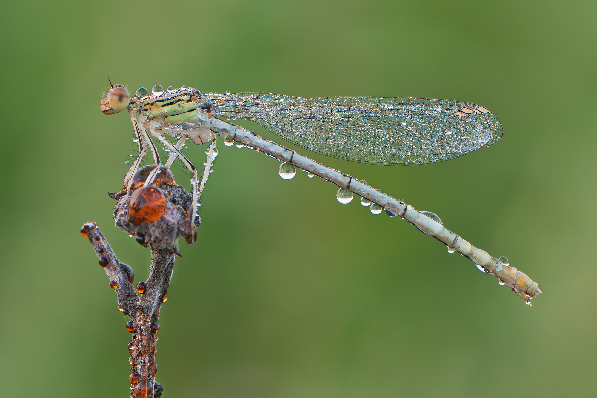 Platycnemis pennipes NW