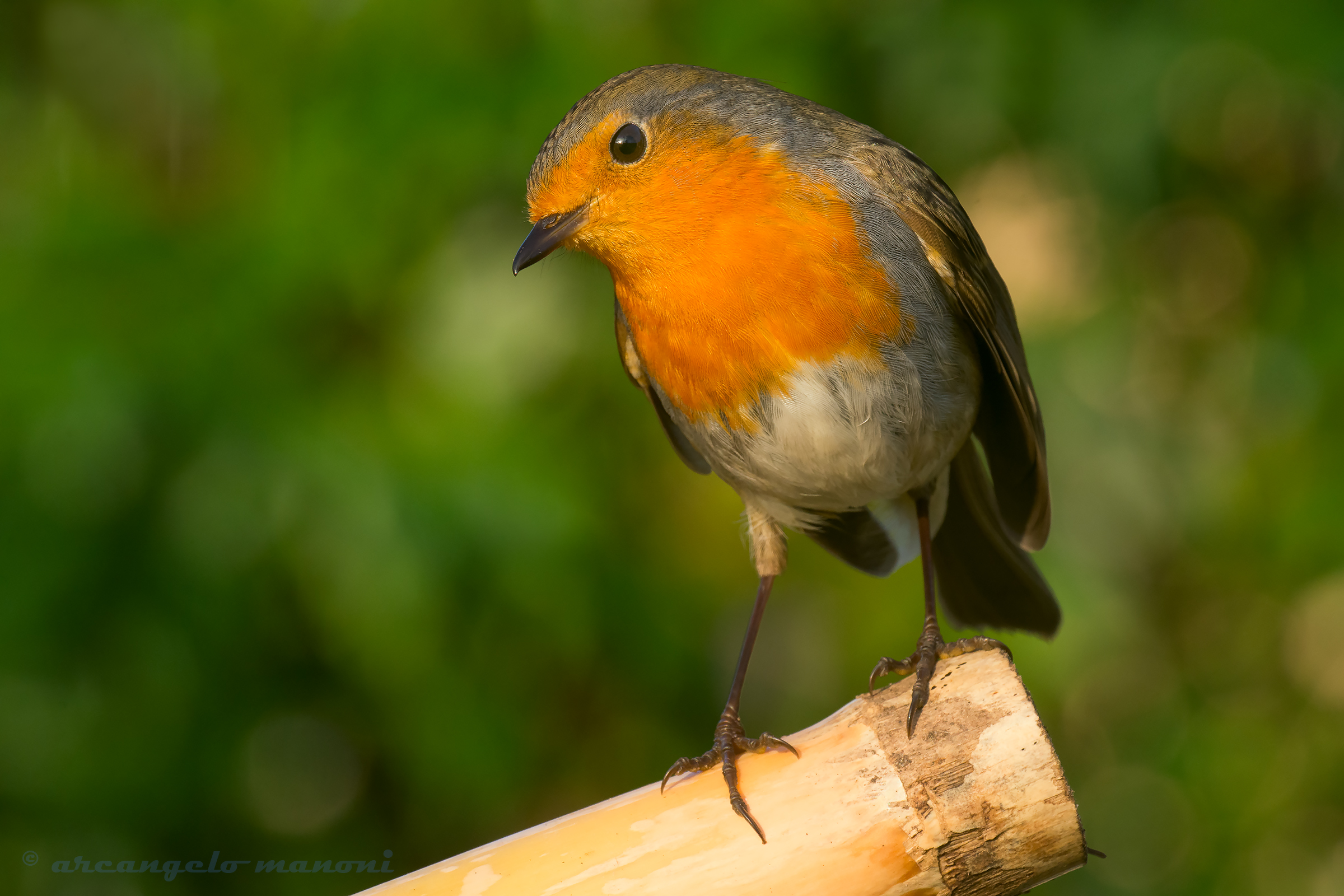 Robin peeping