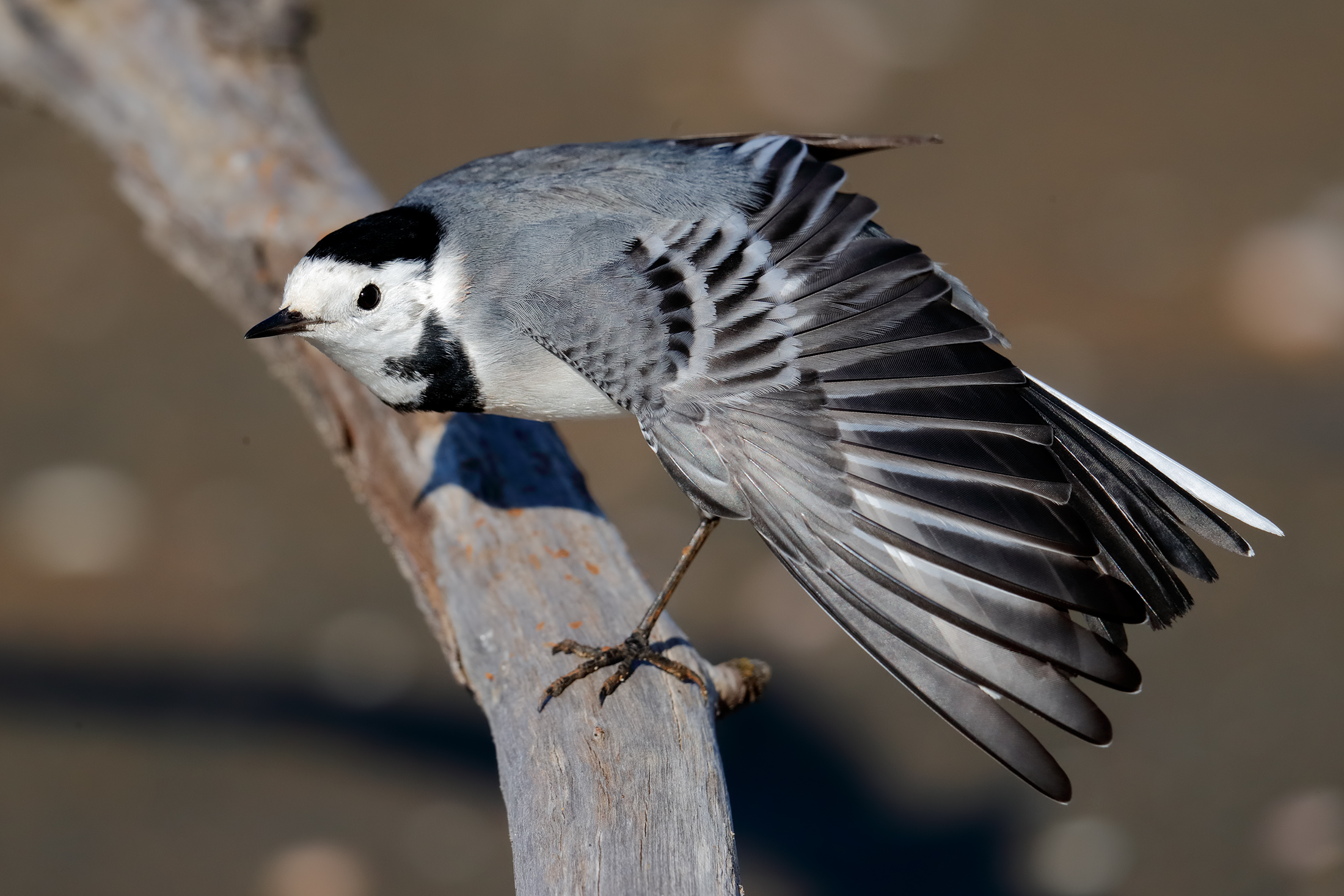 Stretching the white wagtail