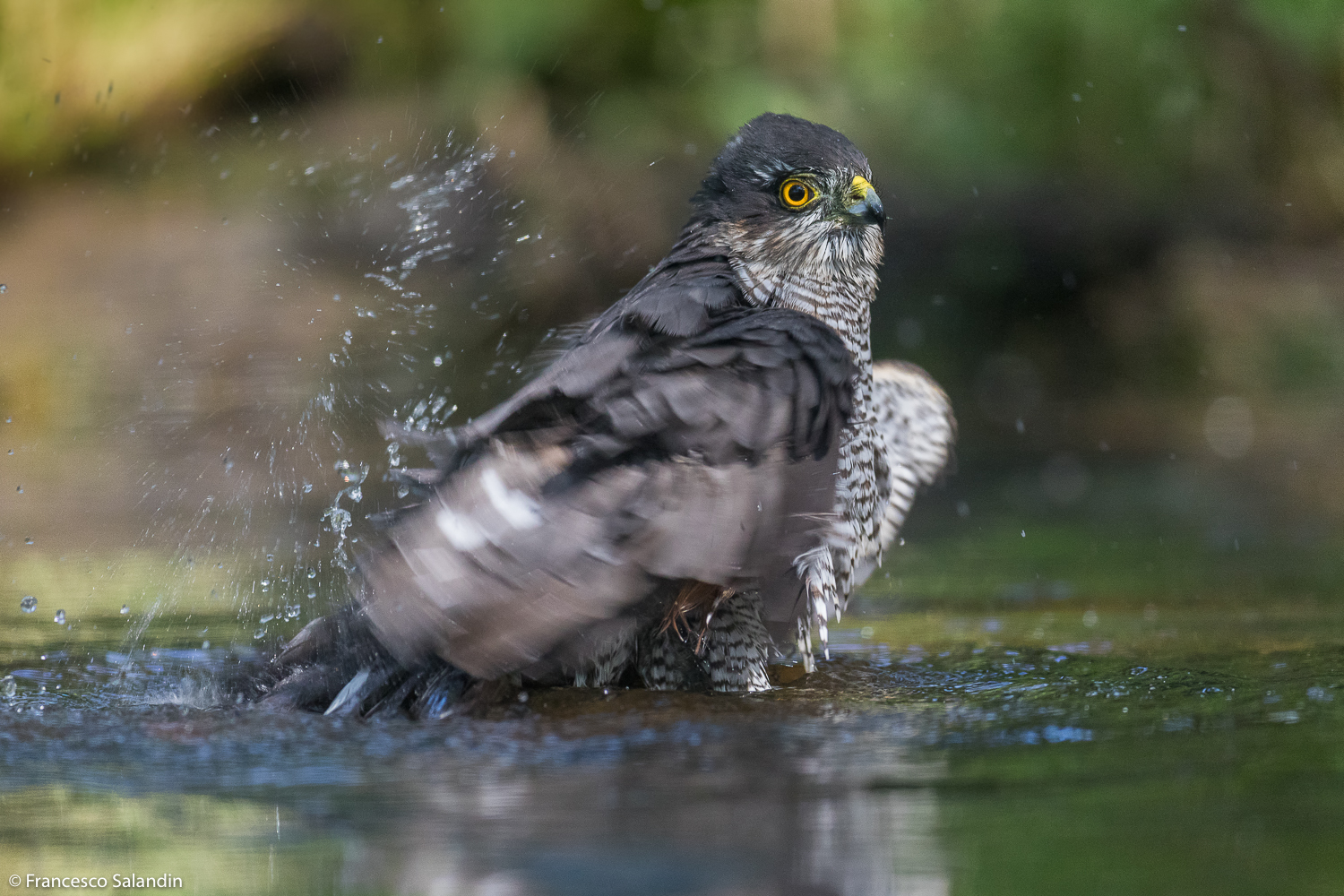 sparrowhawk