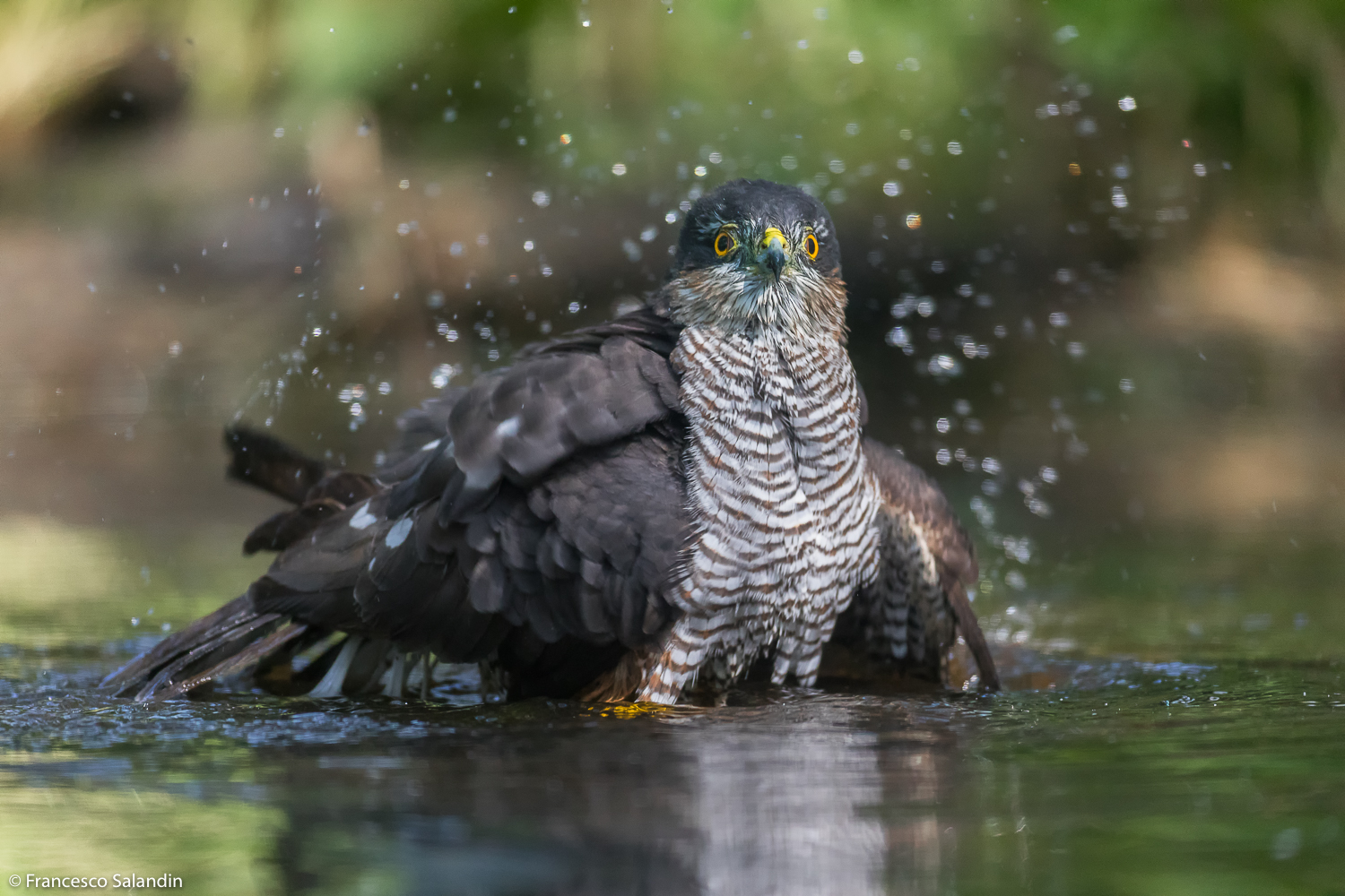 sparrowhawk
