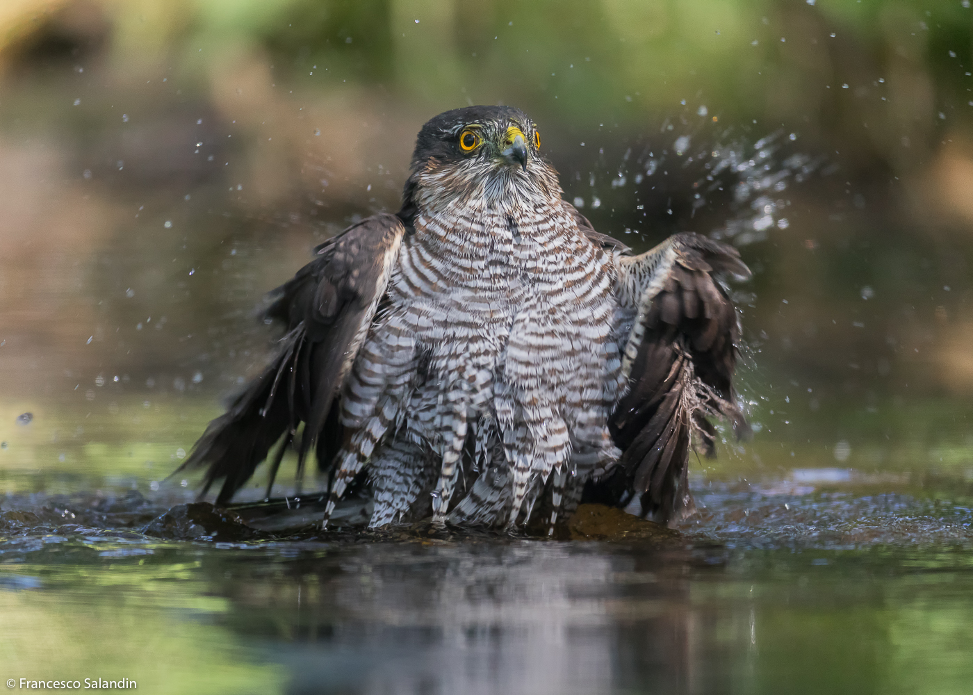 sparrowhawk