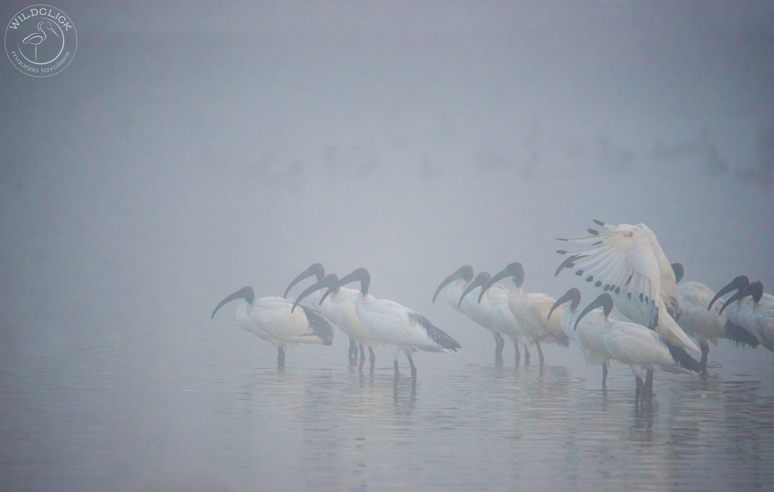 Ibis sacri nella nebbia