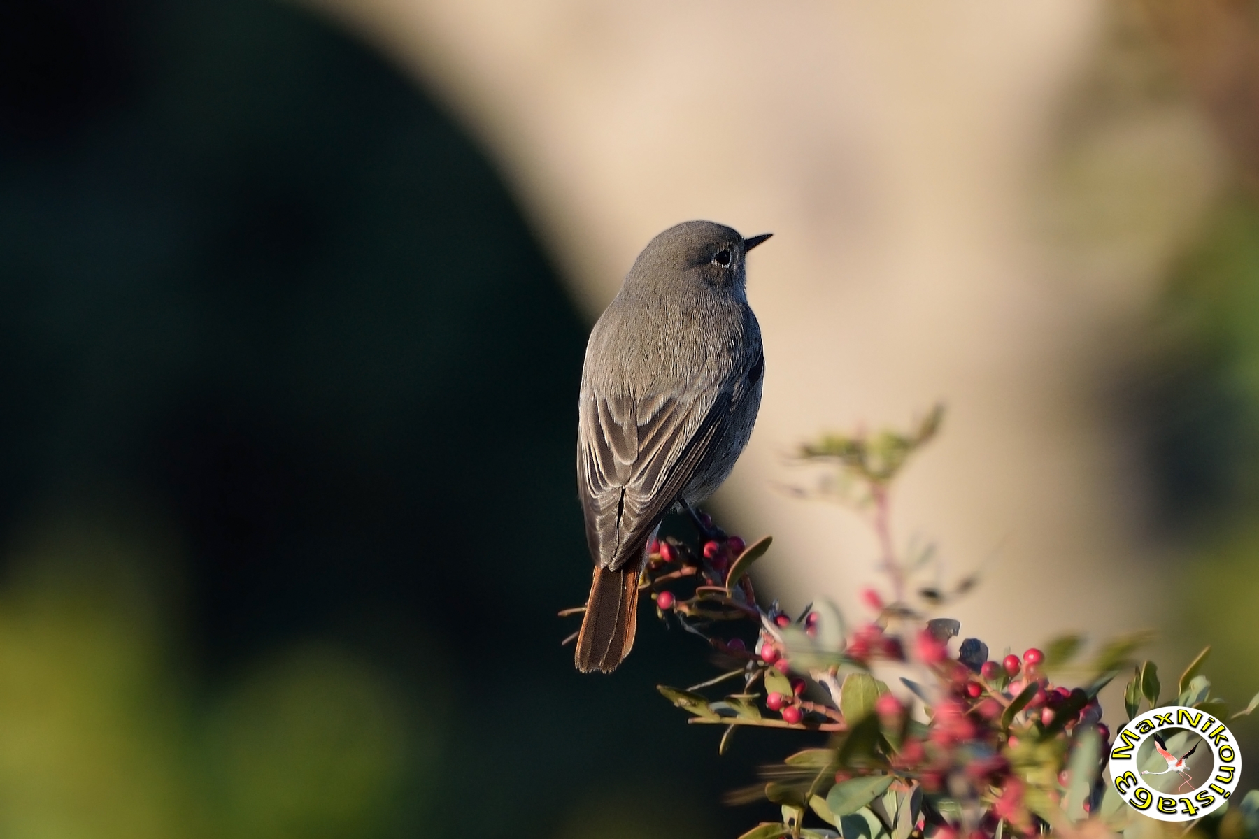 black redstart
