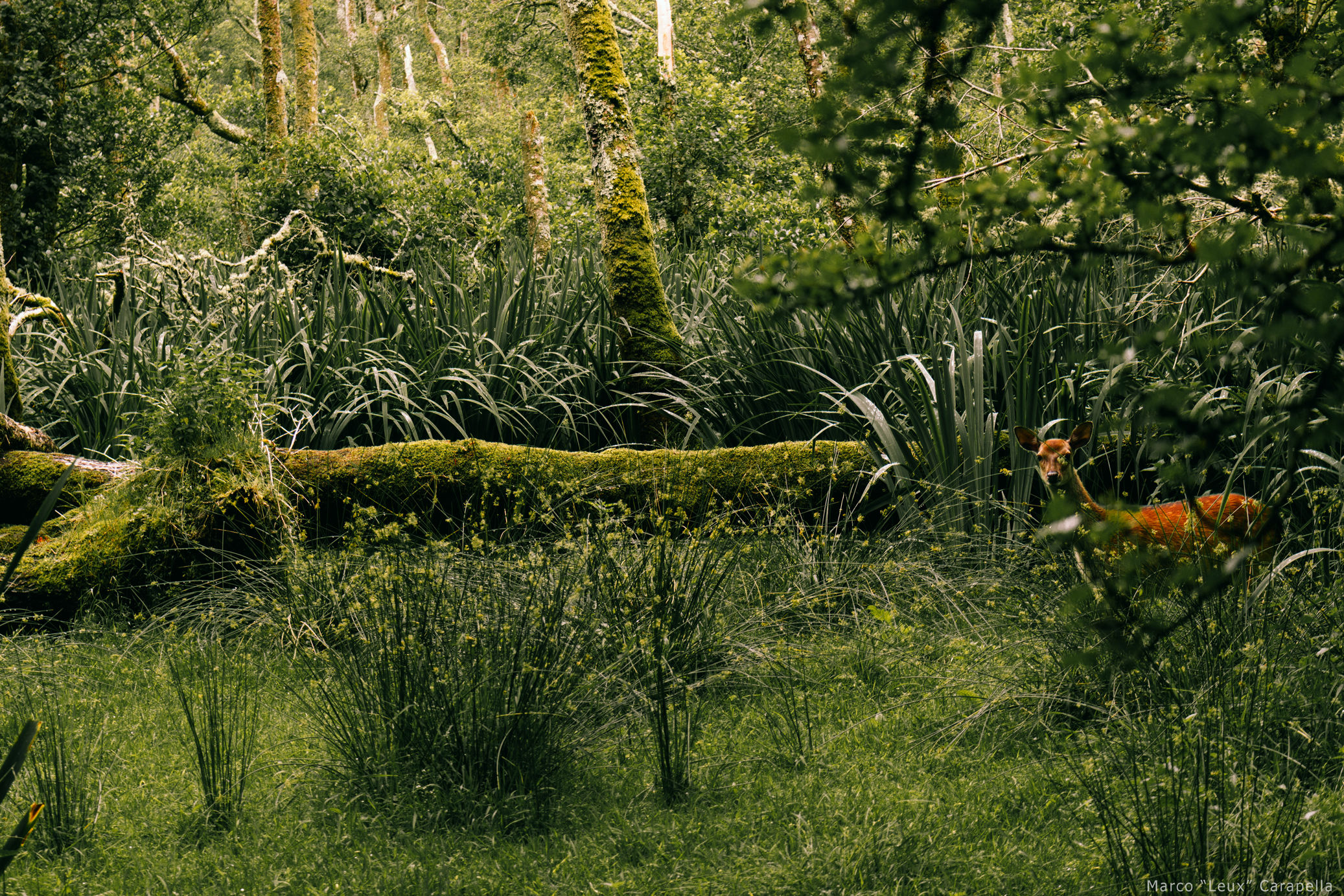 Ci osserva... - Killarney National Park, Irlanda