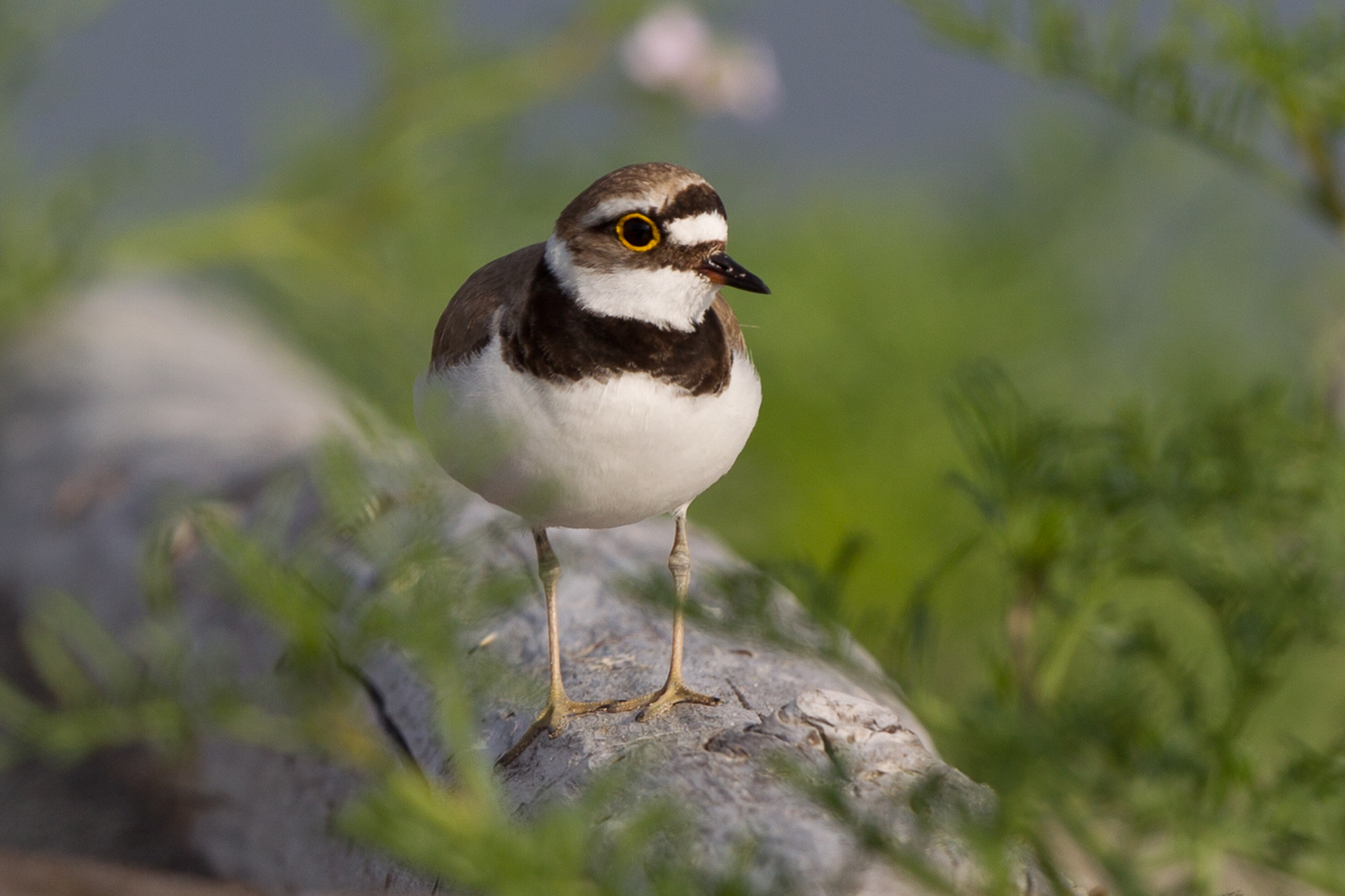 little Ringed Plover