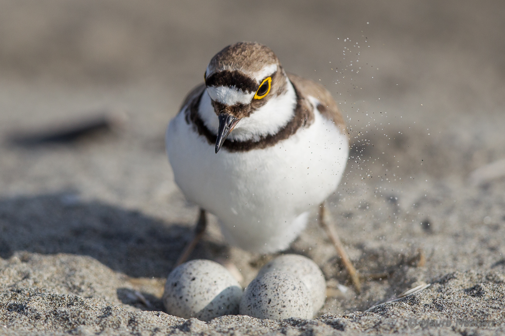 little ringed plover to nest
