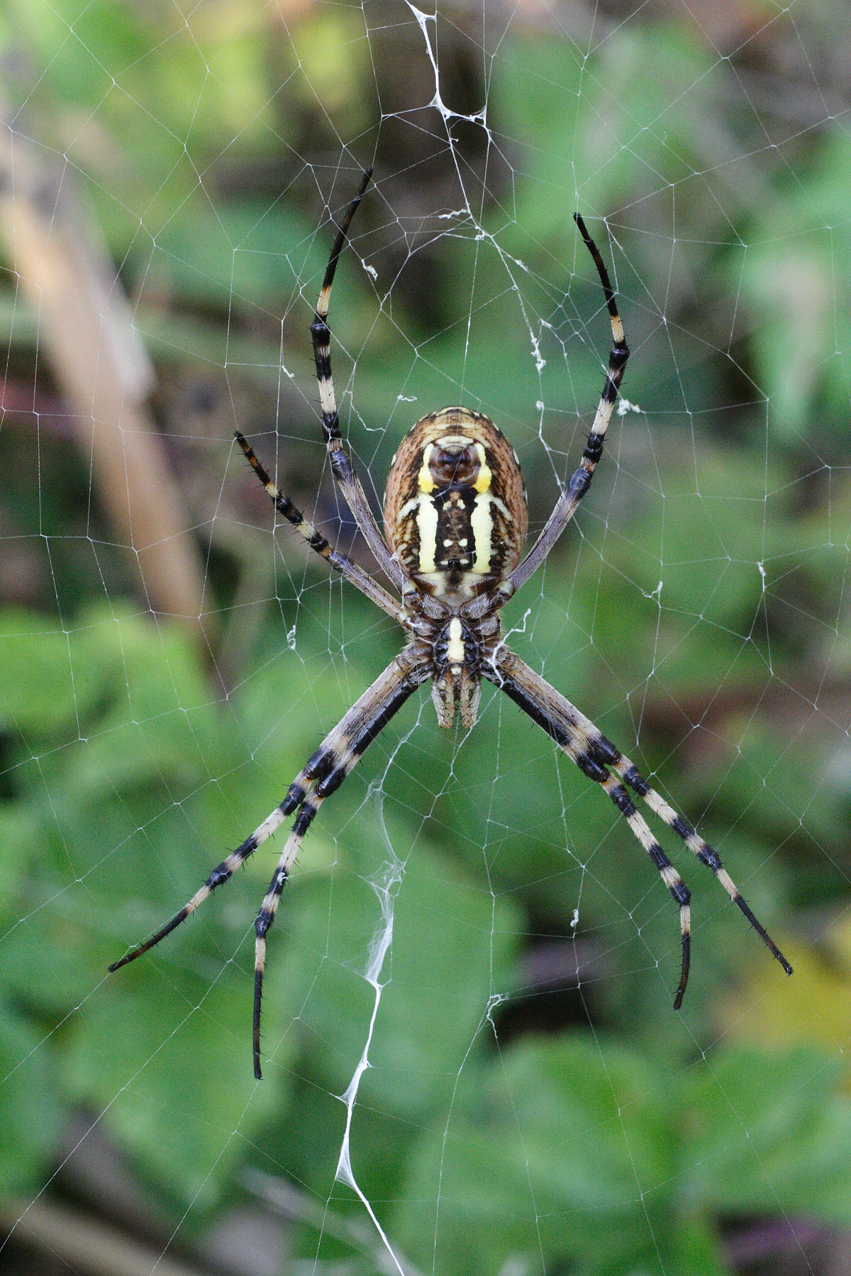 Argiope bruennichi, also called spider Tigre