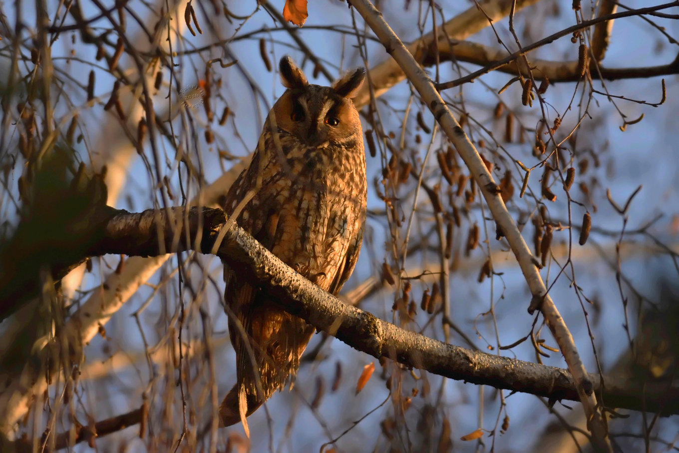 eared owl (Asio otus)