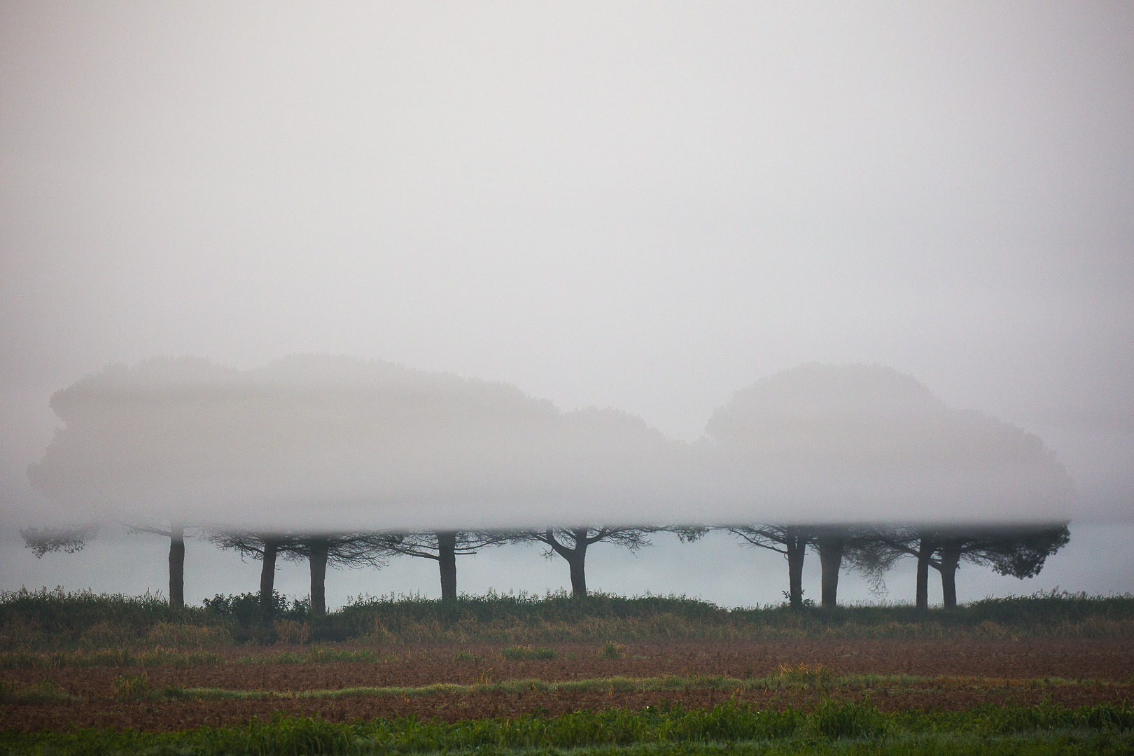 trees in the fog