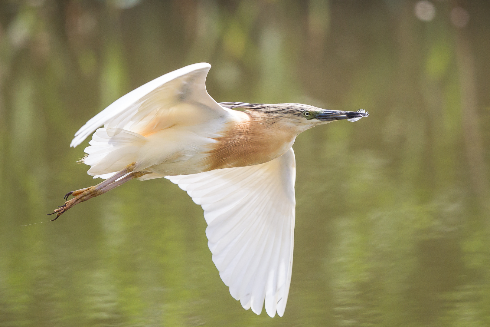 Squacco heron in flight