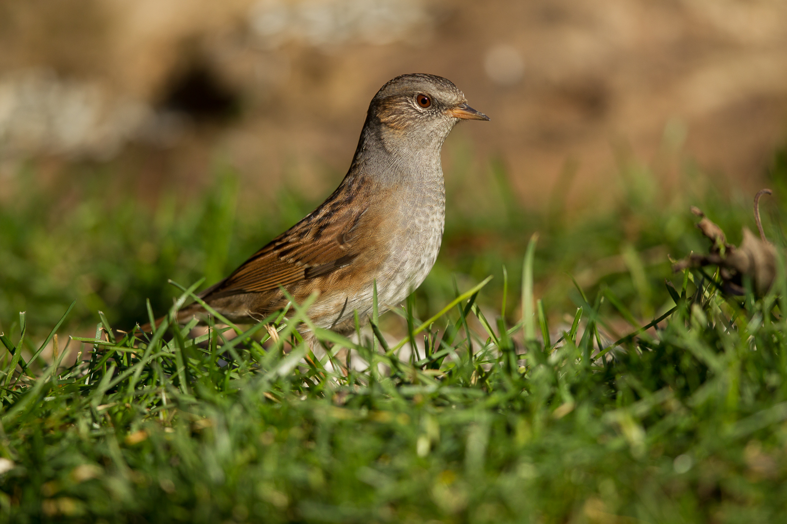 Dunnock 2