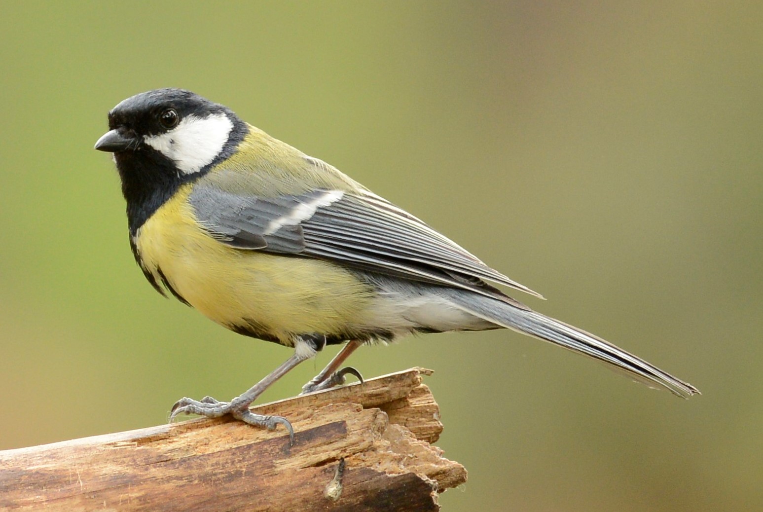 Great Tit