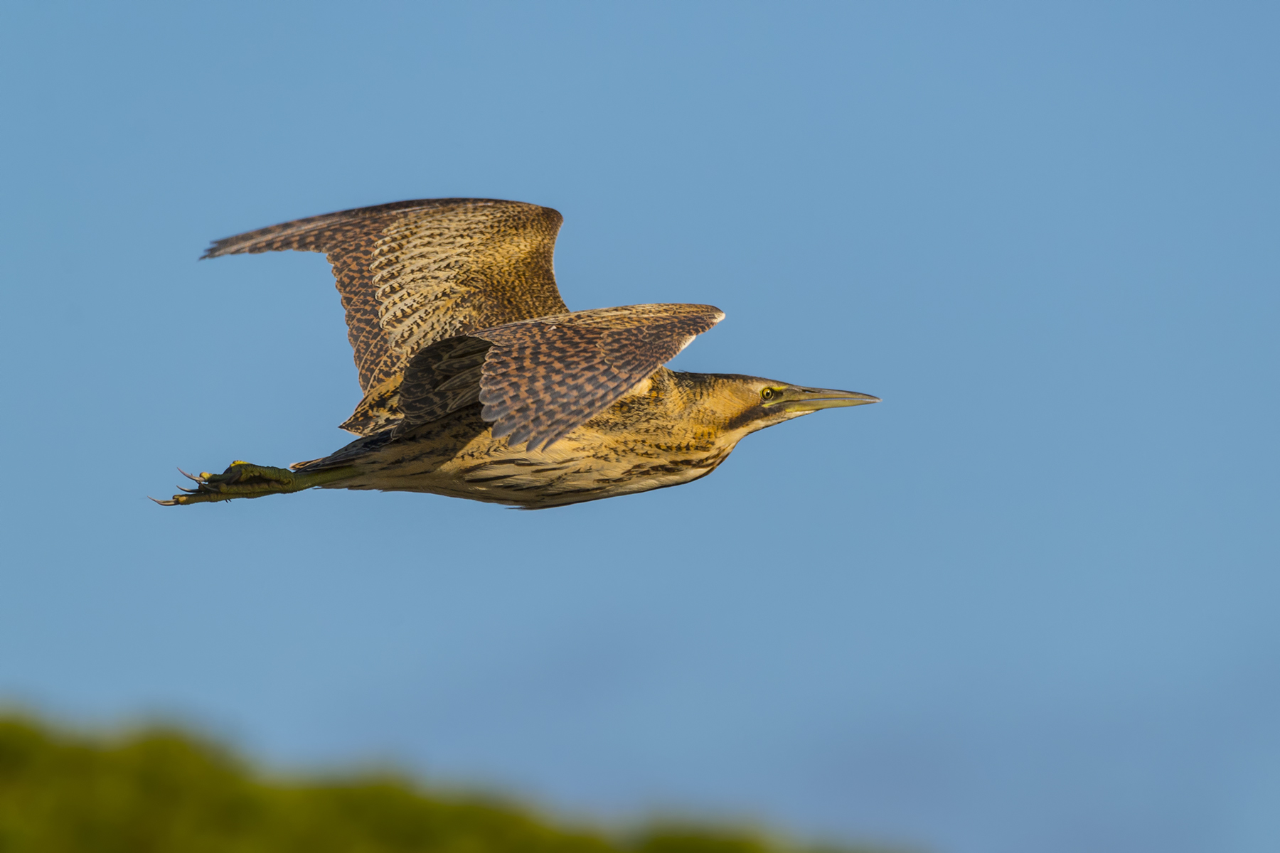 Bittern