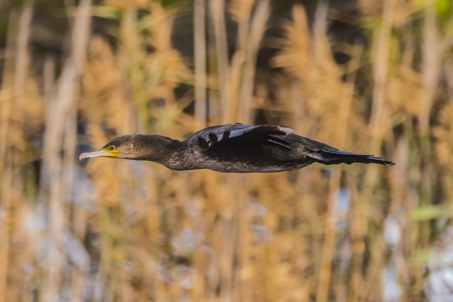 Cormorant in flight