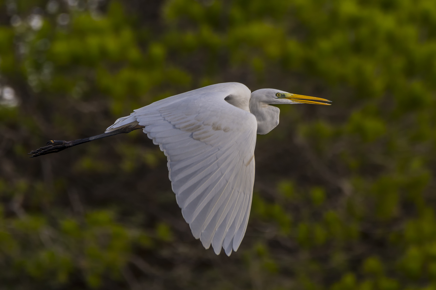 White Heron Maggiore