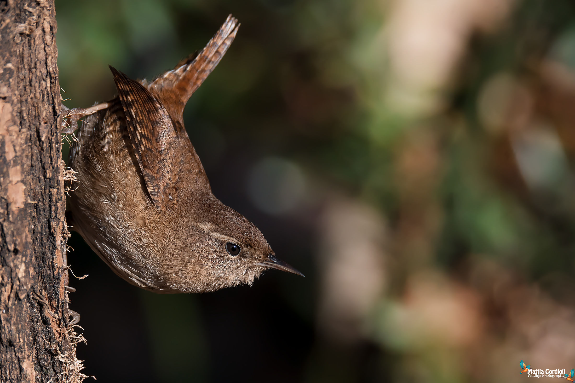 wren