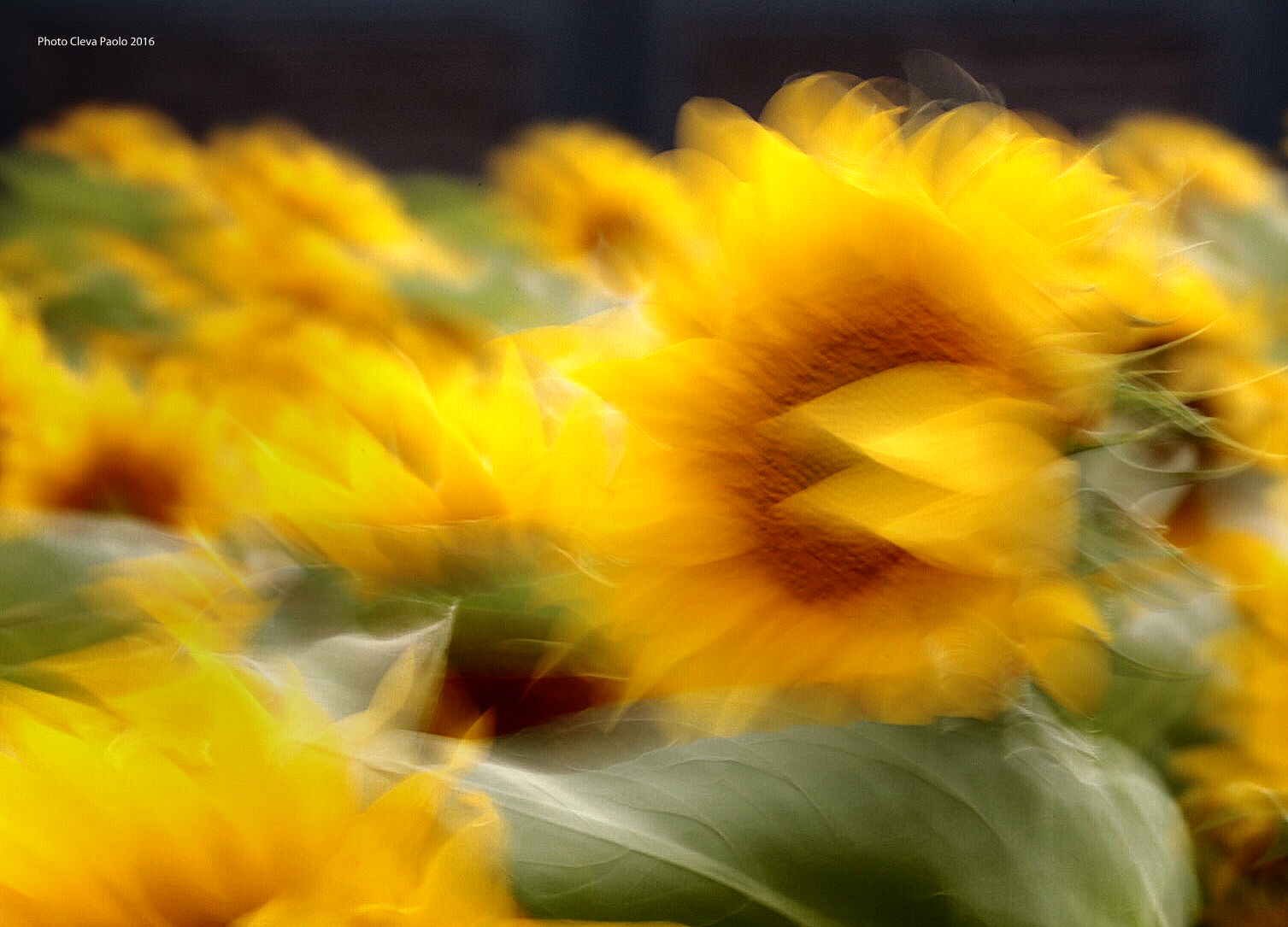 Il vento e i girasoli