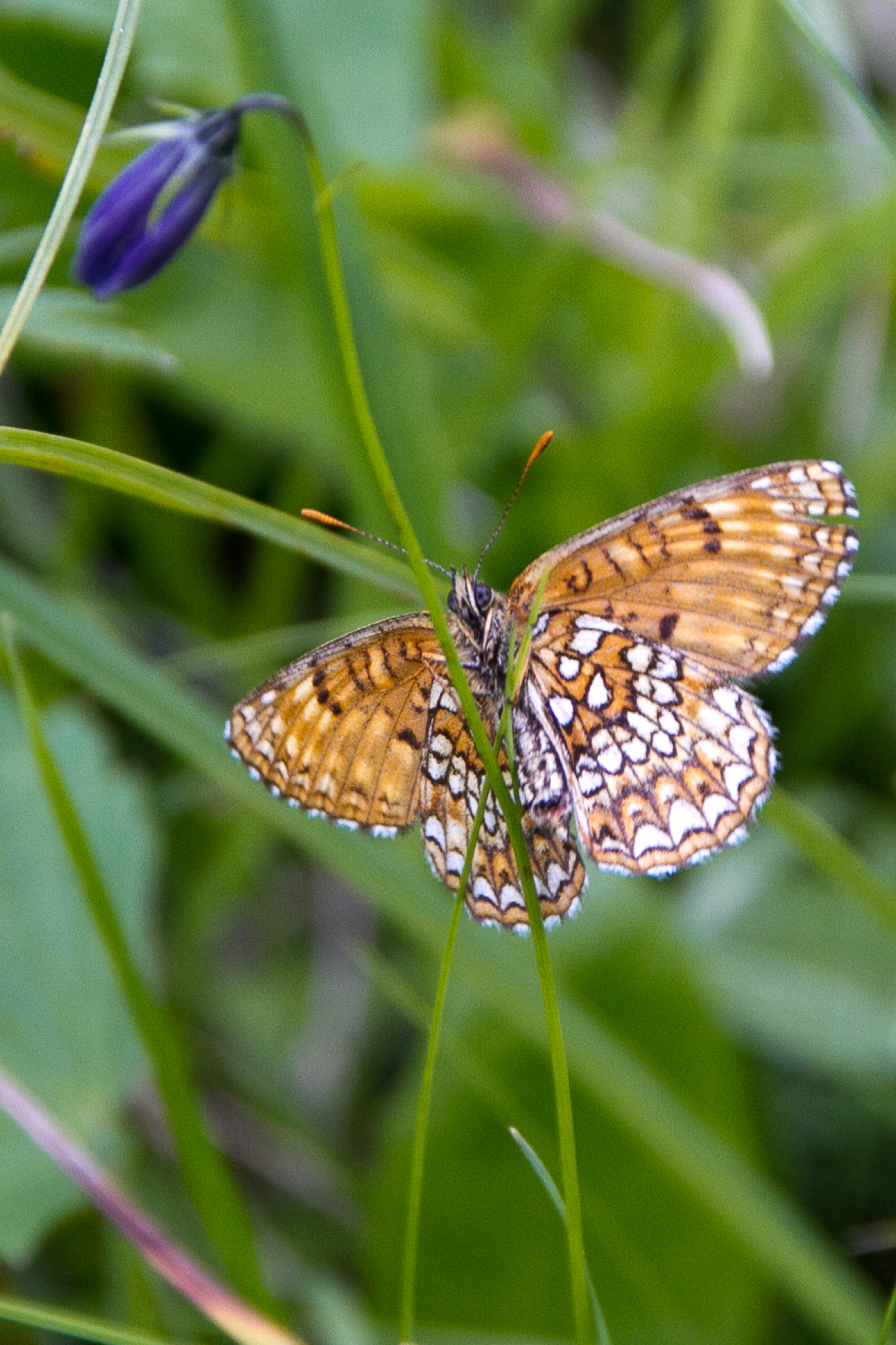 Melitaea diamina