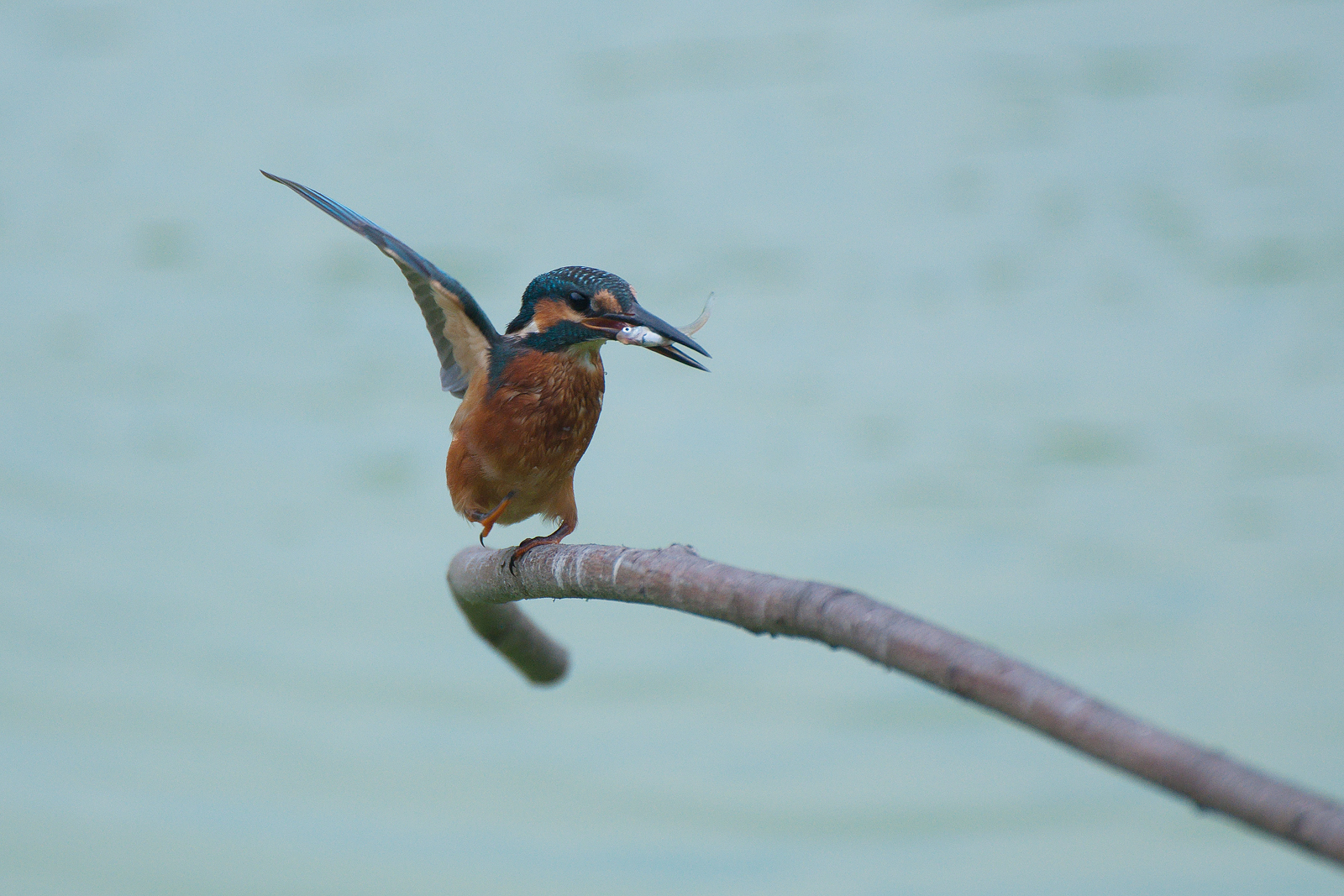 The acrobatics of the King
