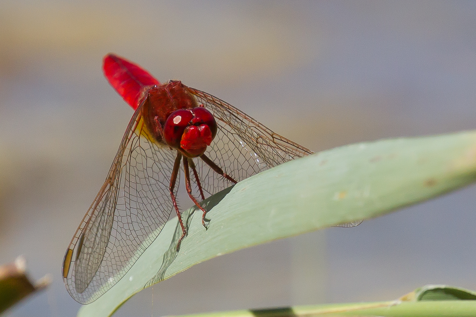 red dragonfly
