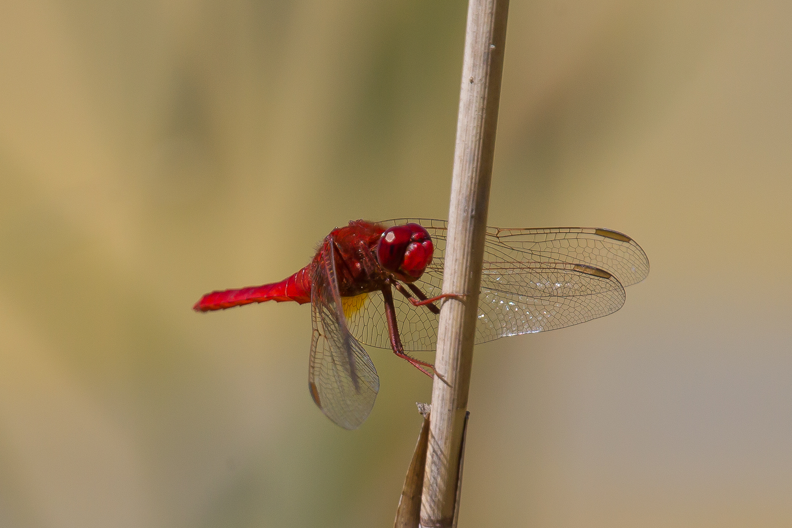 red dragonfly 2