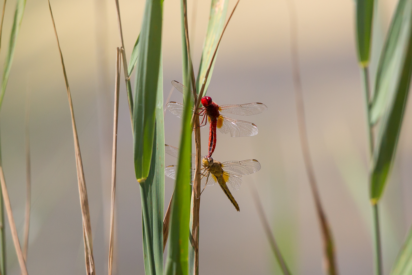 dragonflies