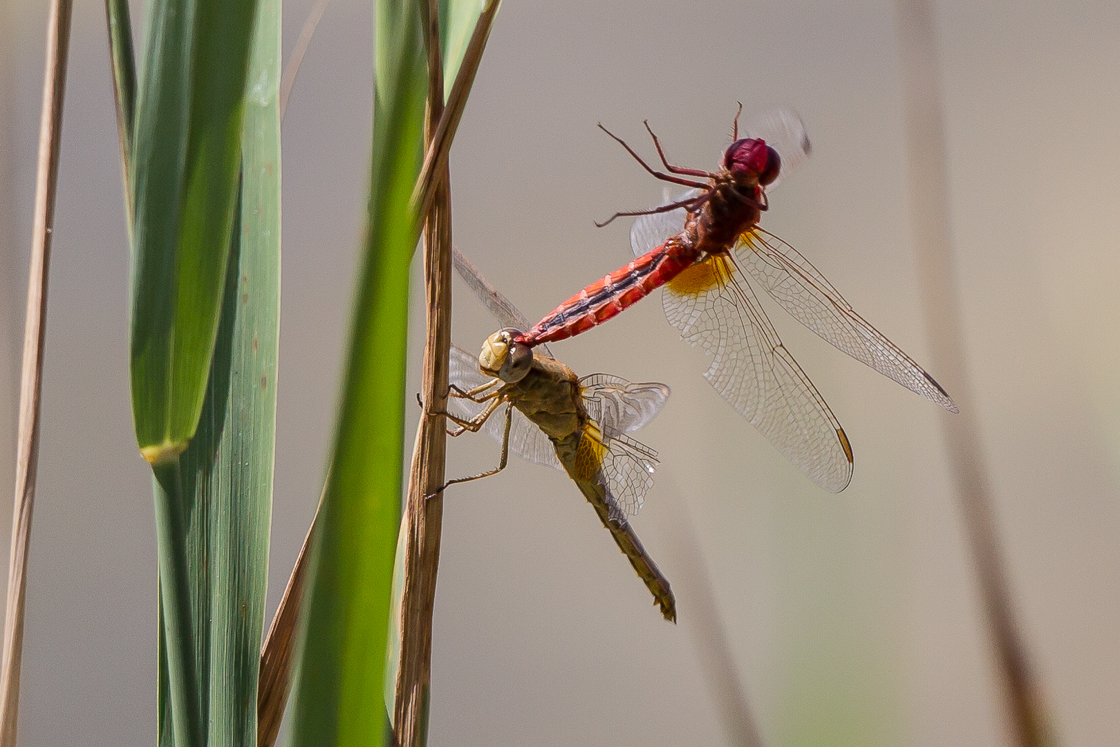 dragonflies 2