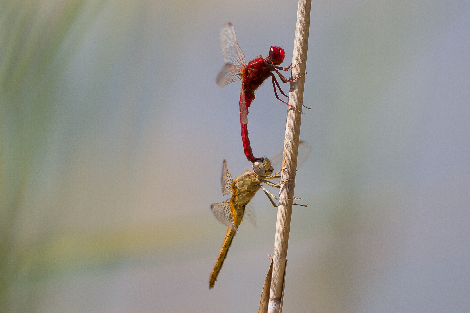 dragonflies 3