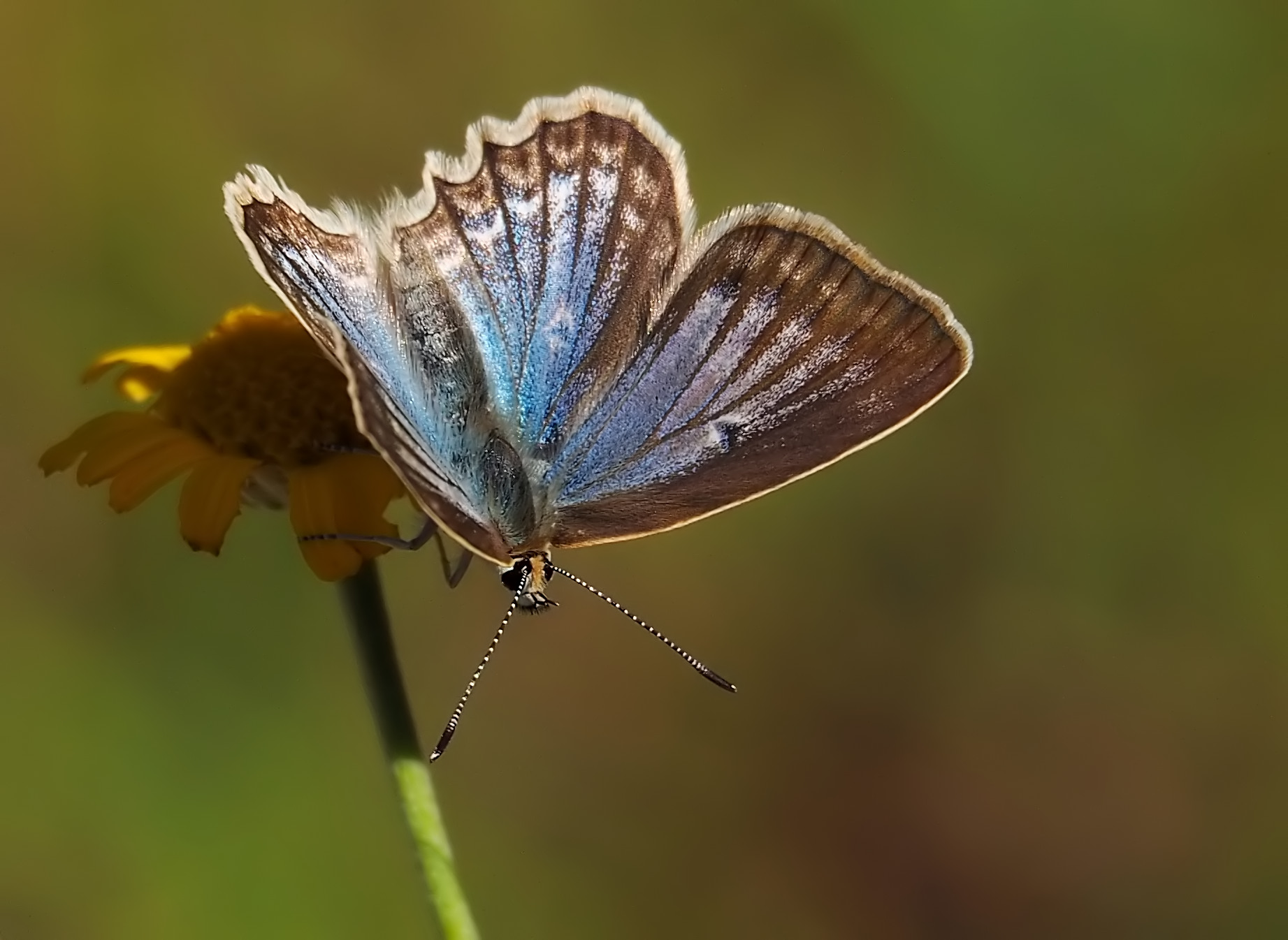 Polyommatus daphnis