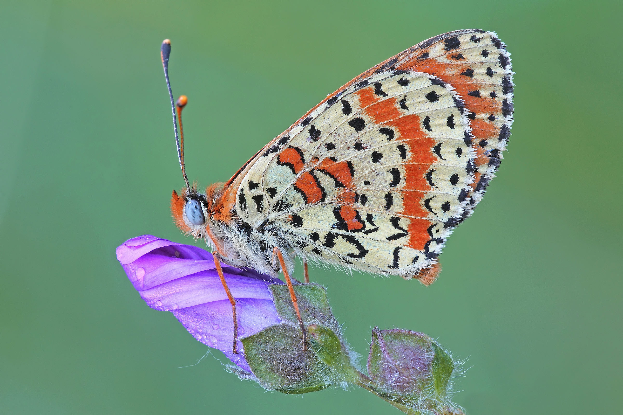 *** I wish you and your loved ones good *** festivals