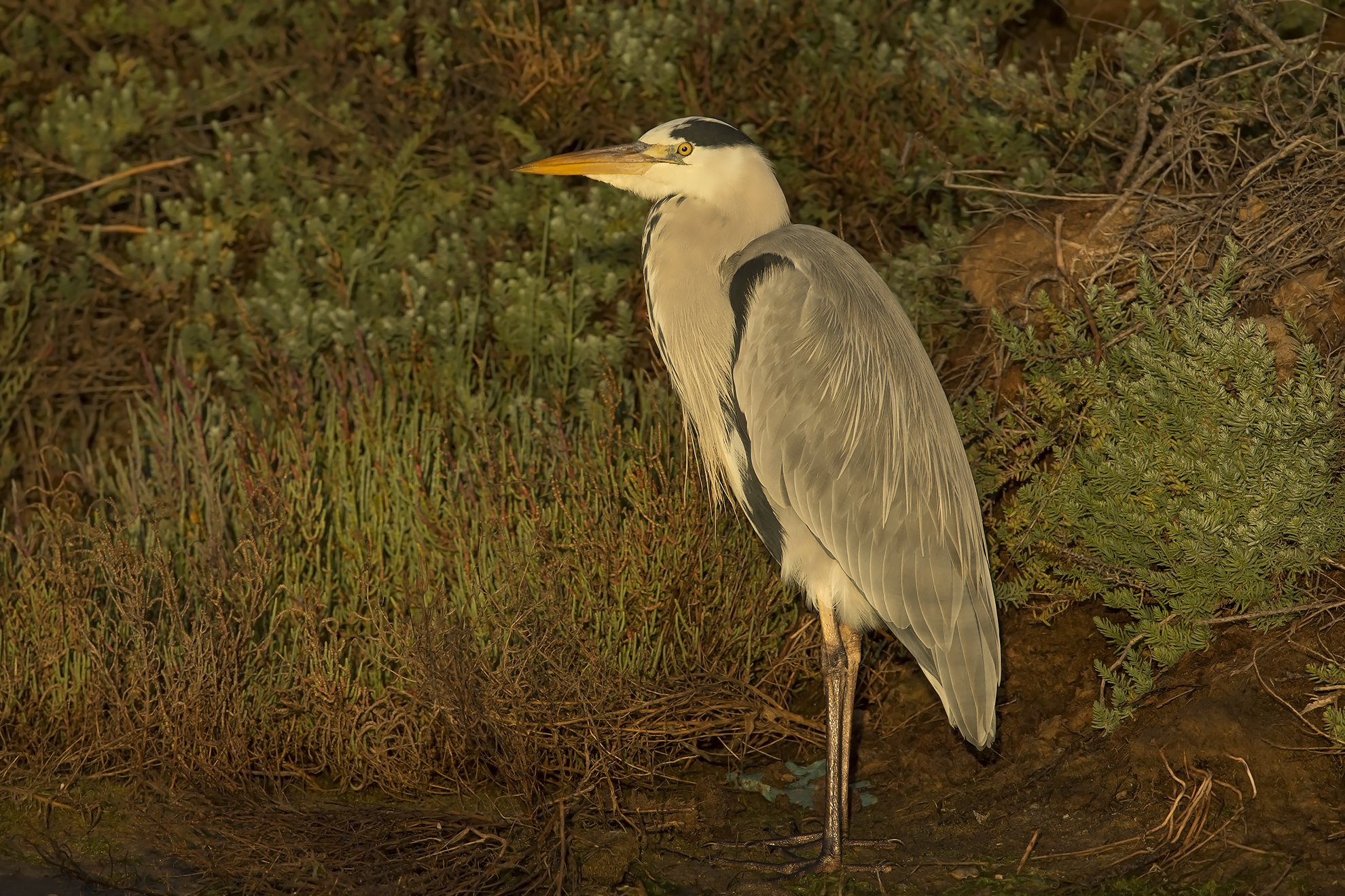 raggio di luce all'alba