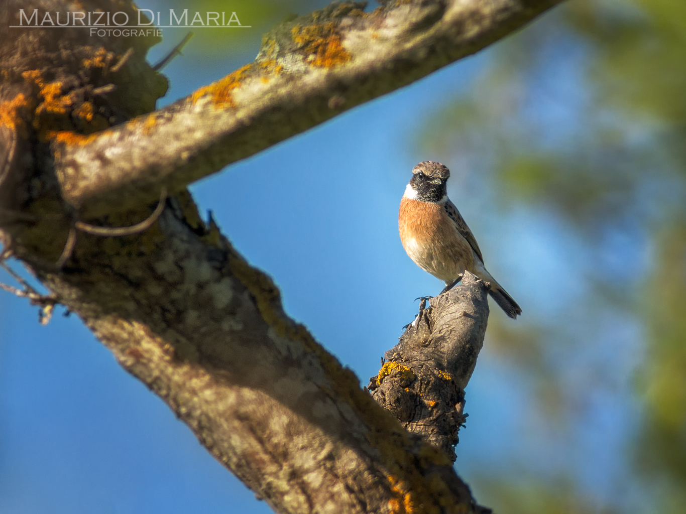 European stonechat