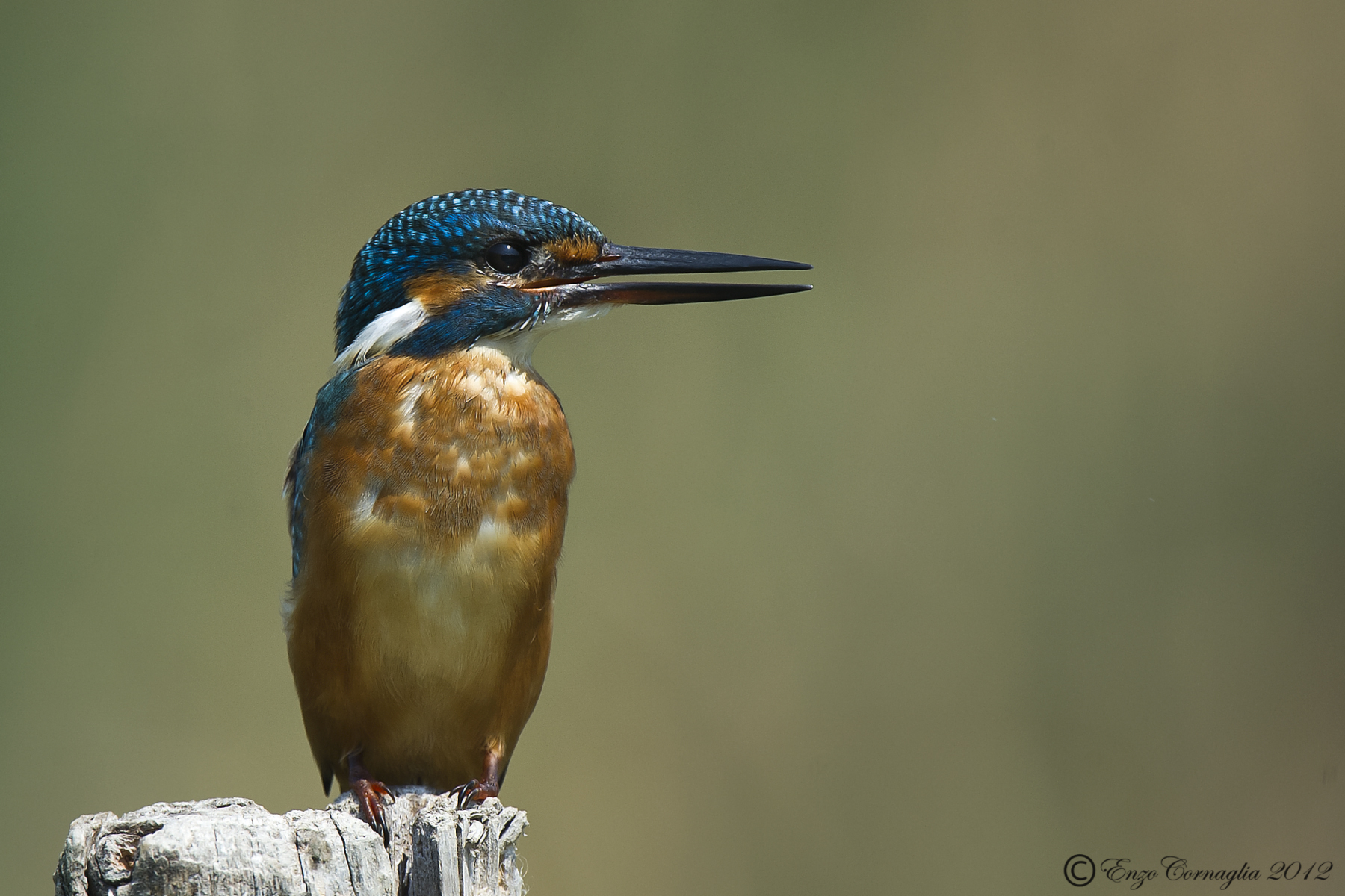 Kingfisher