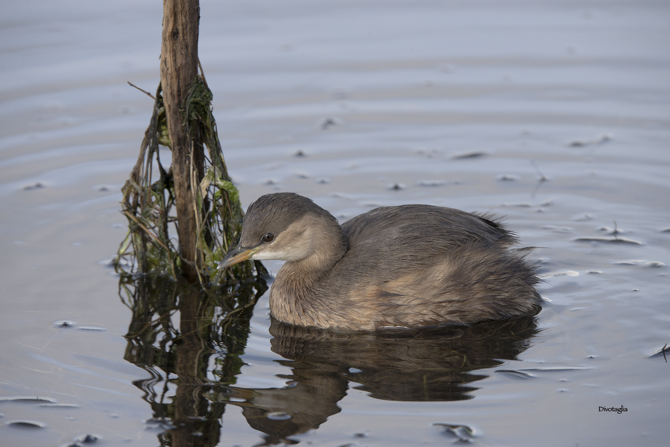 Little grebe