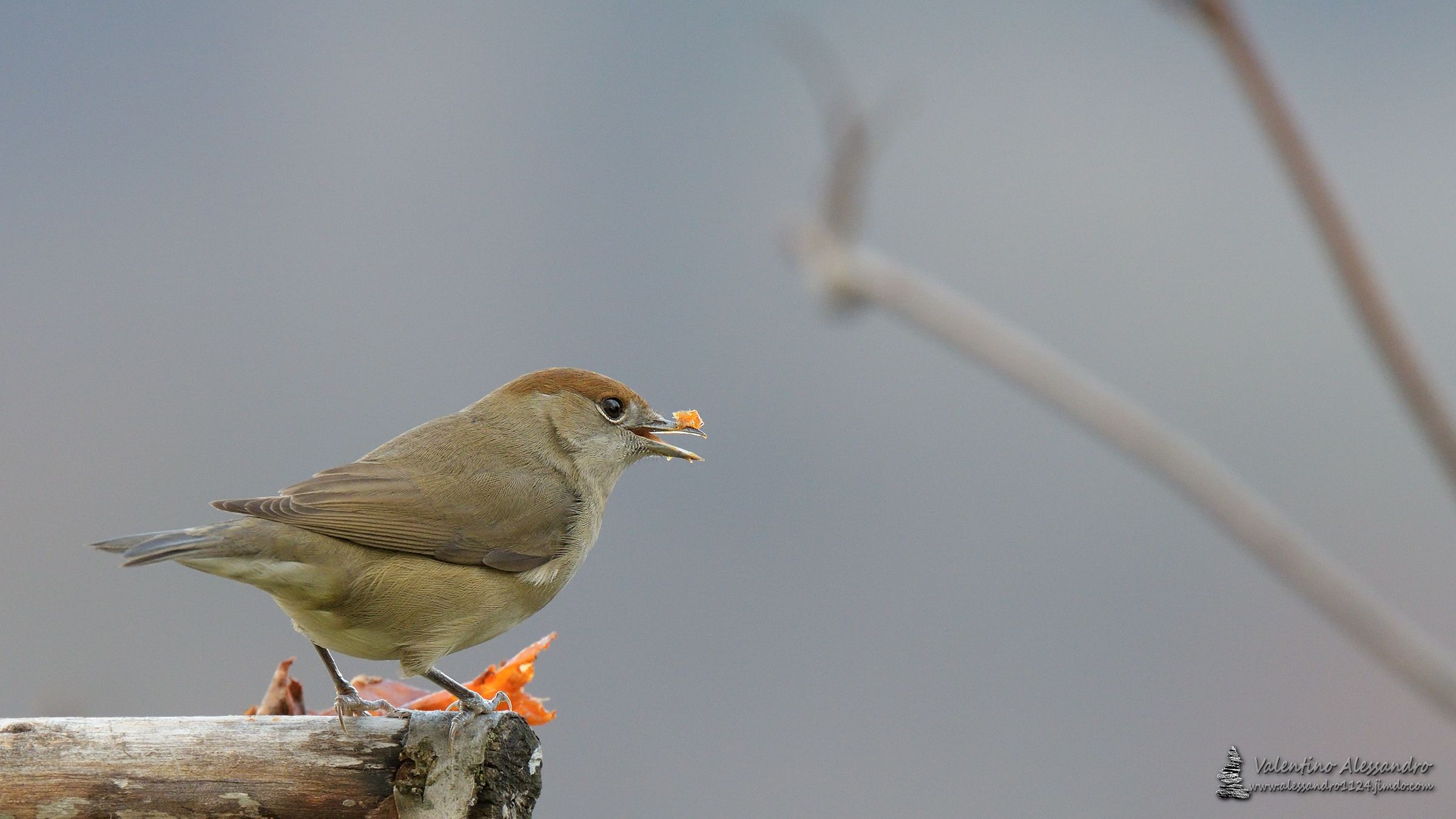 La capinera e la frutta di stagione
