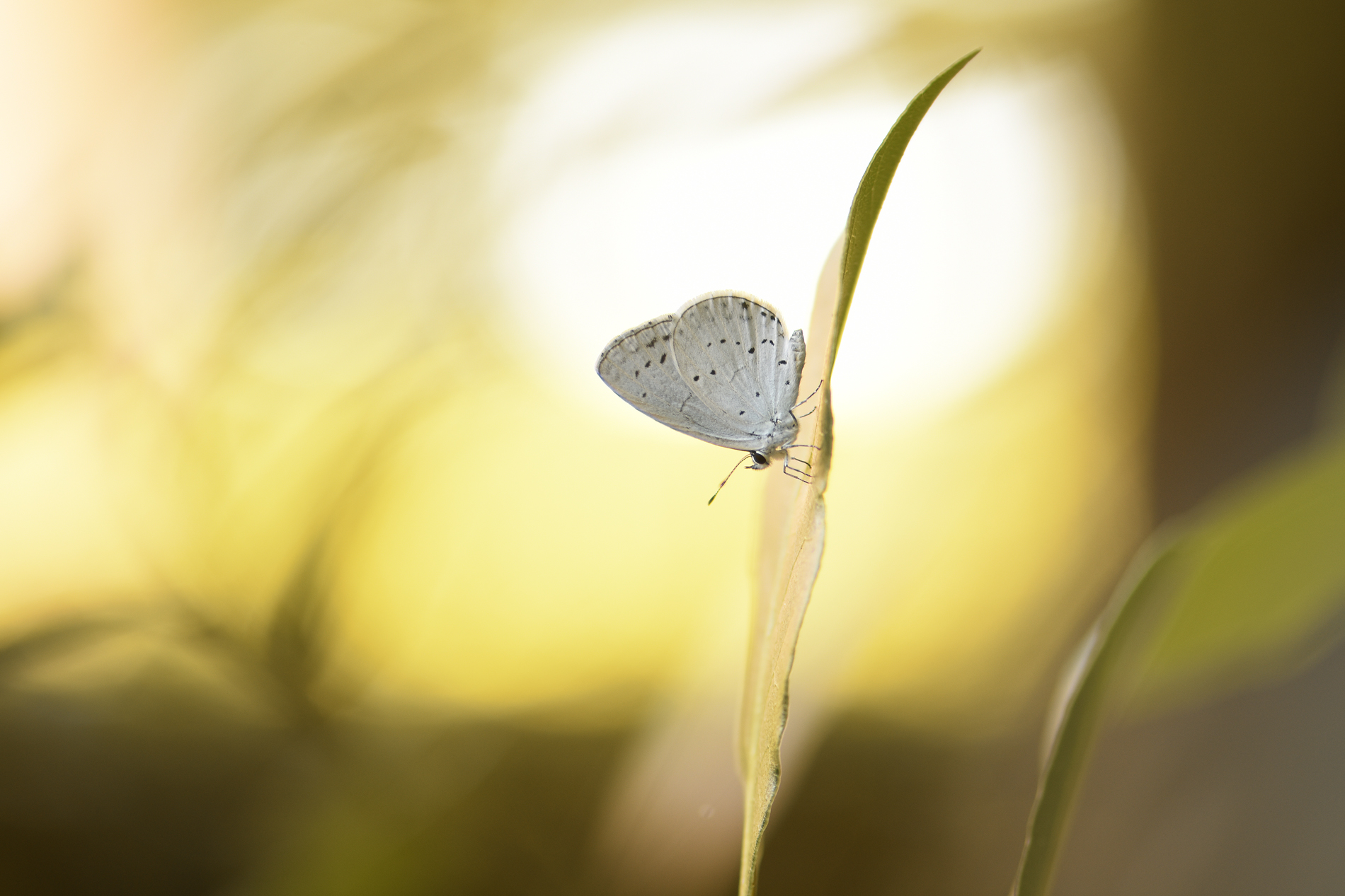 Glaucopsyche melanops