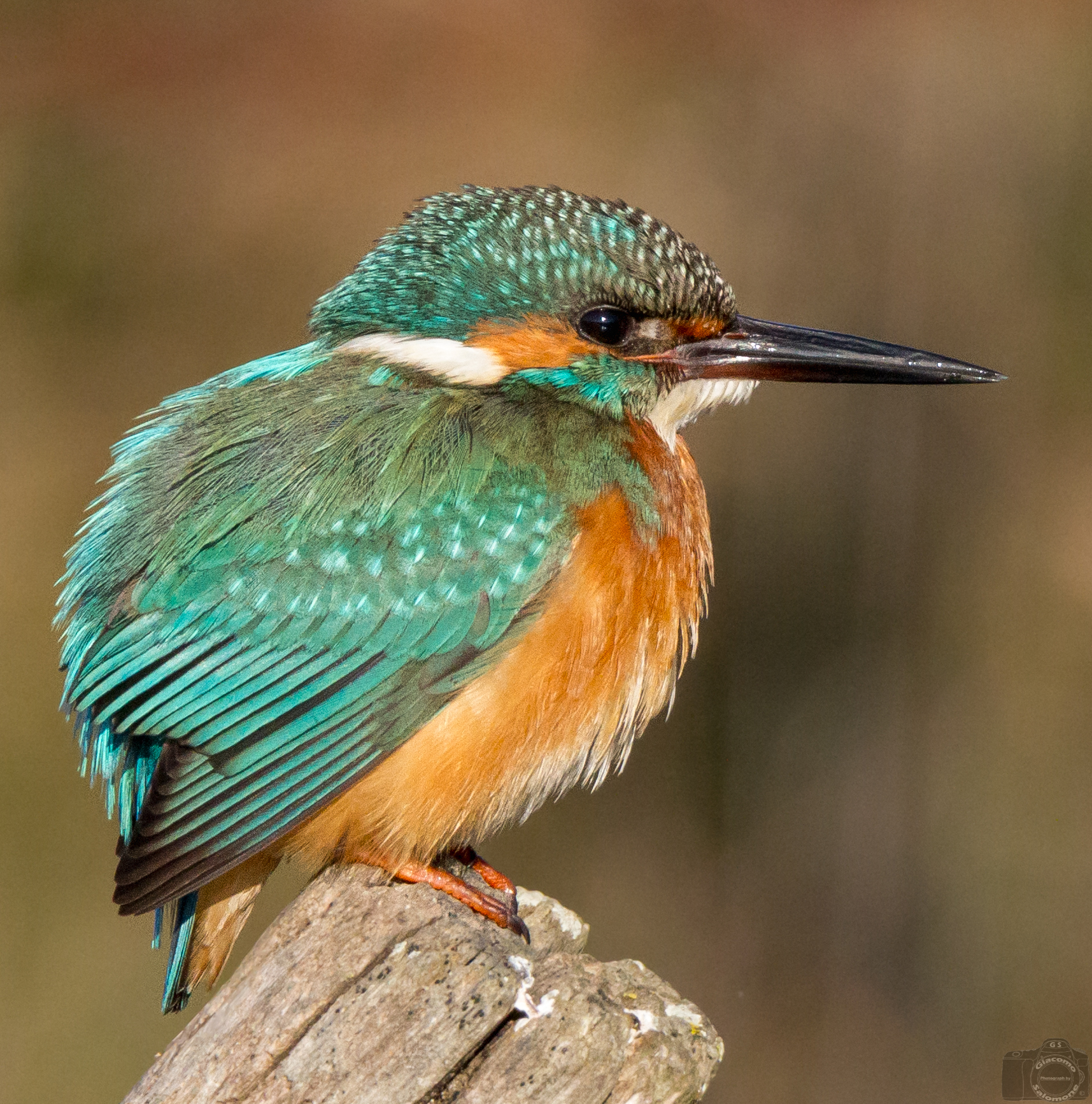 Christmas is yet to come and I already feel bloated ..