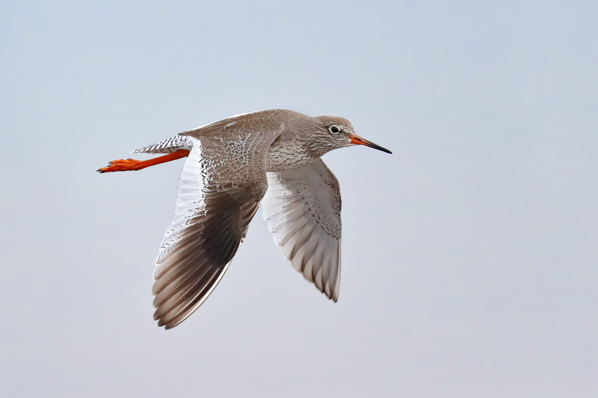 Il volo della pettegola