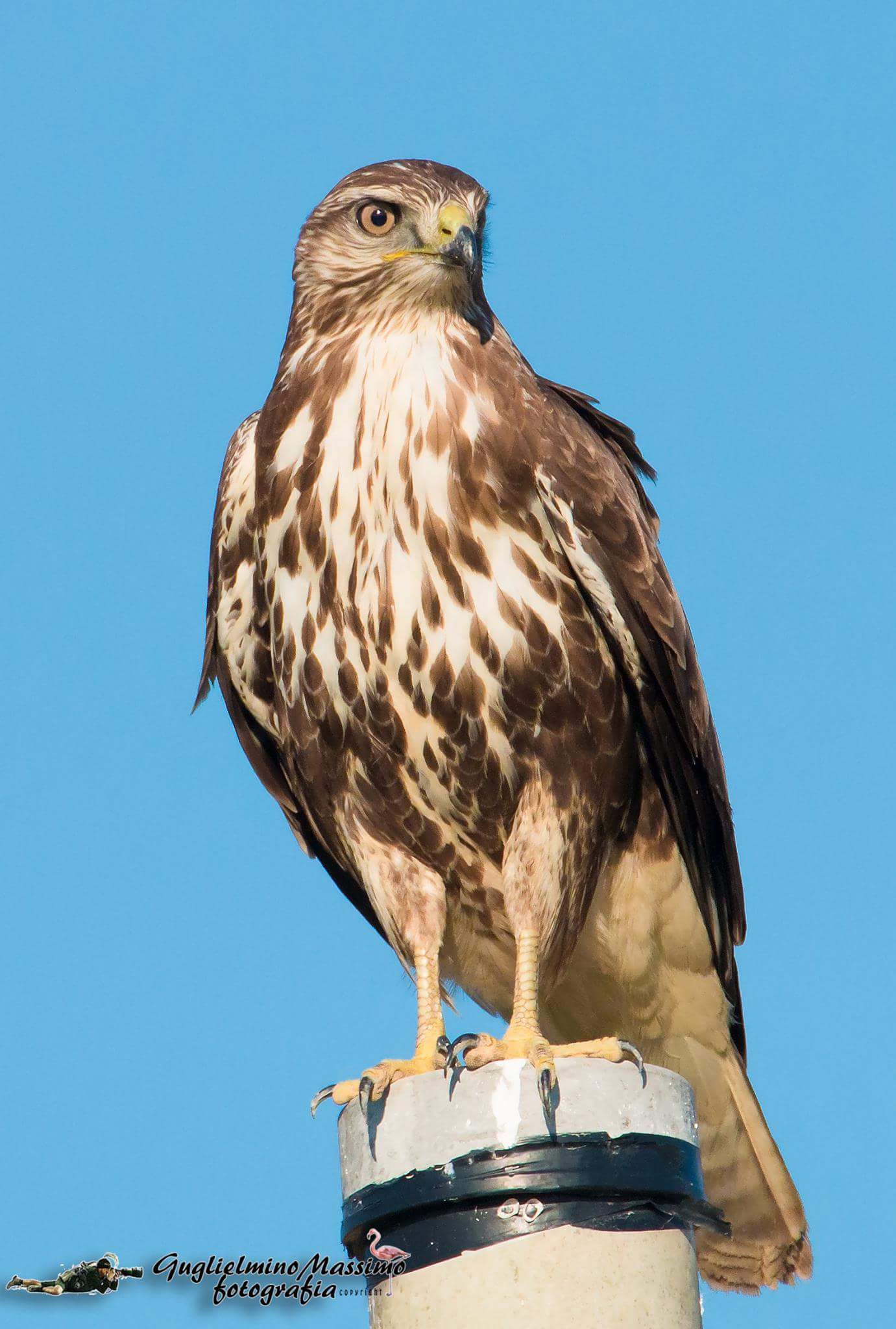 Magnificent specimen of Poiana