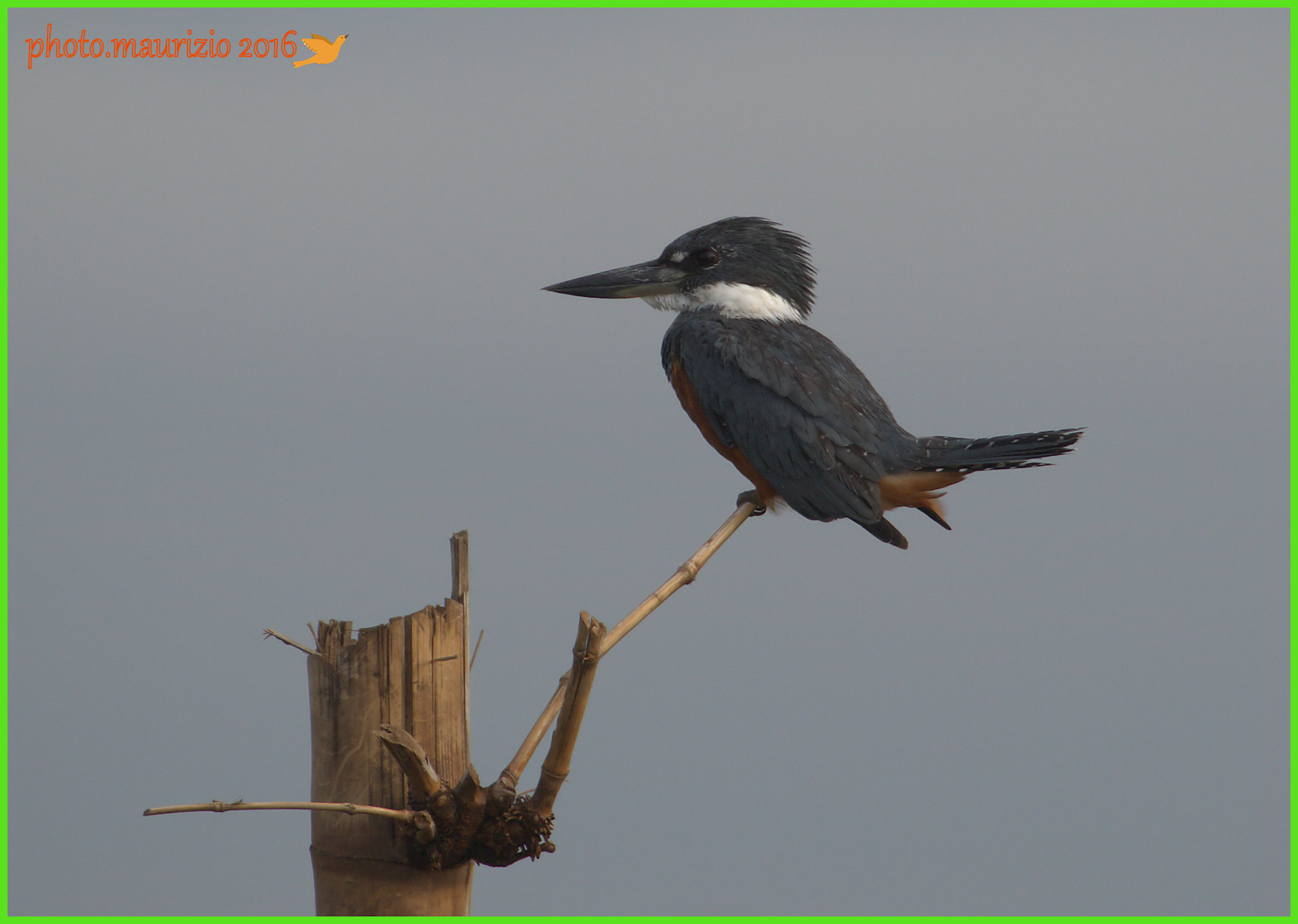 Kingfisher neotropical!