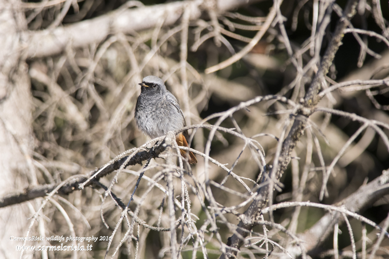 Versione migliorata.