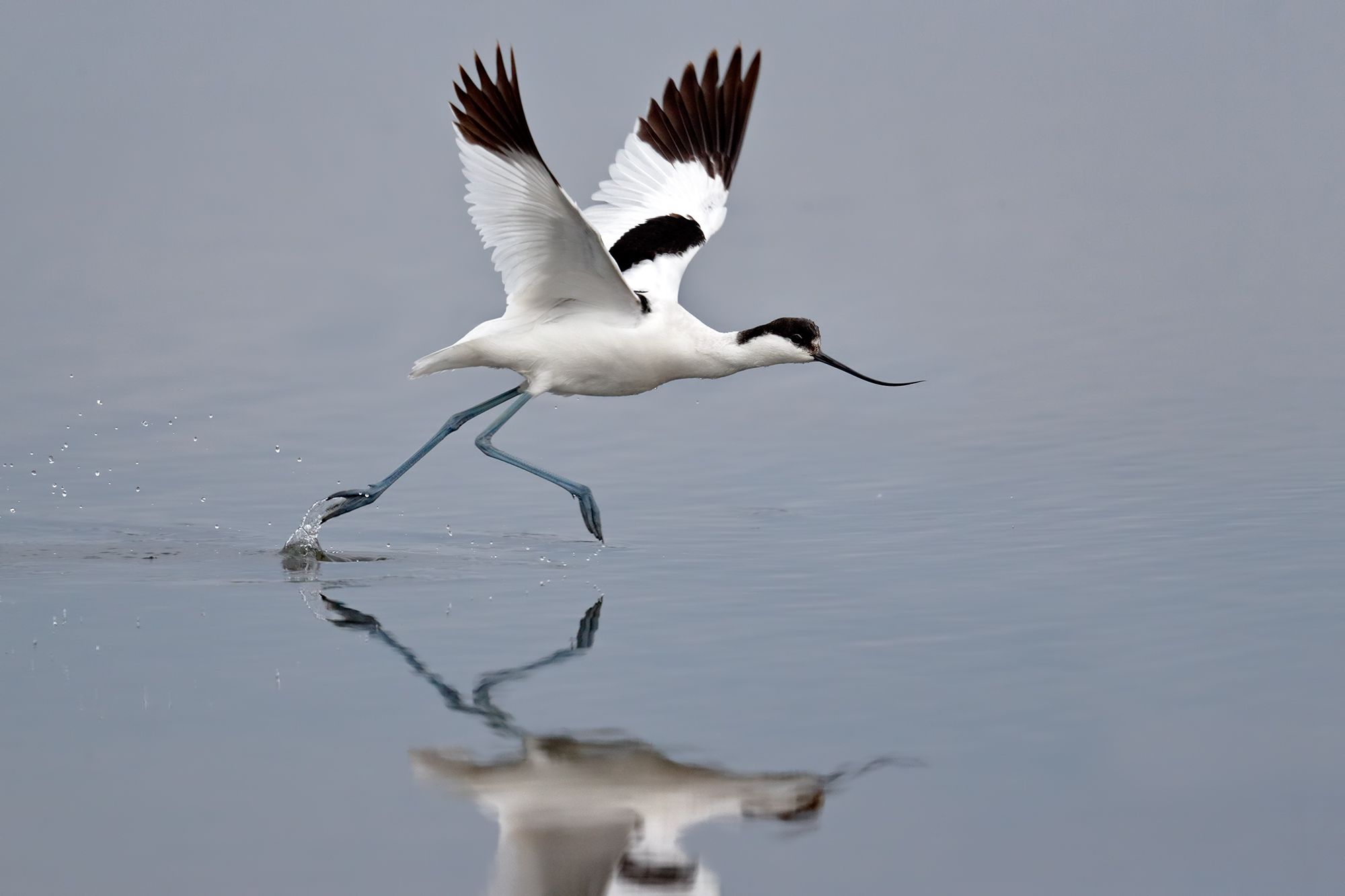 L'involo dell'avocetta
