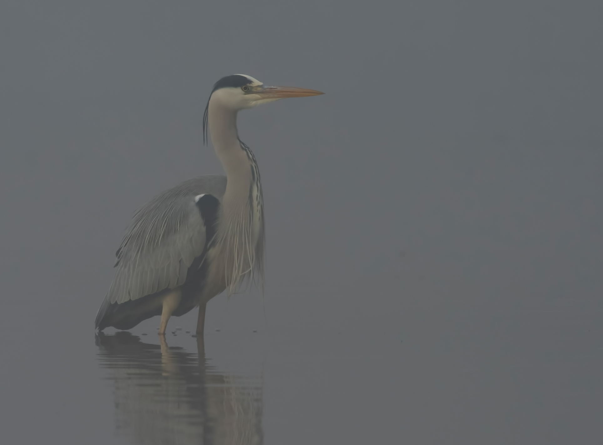 il fascino della nebbia