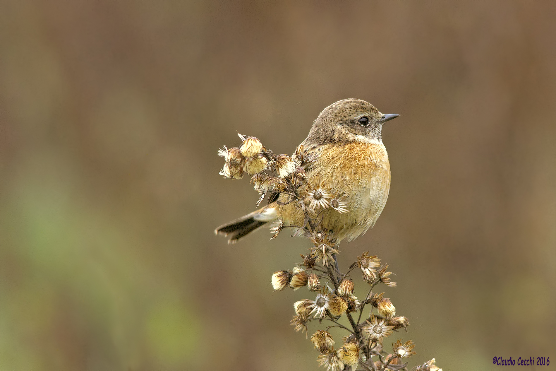 saltimpalo on flower