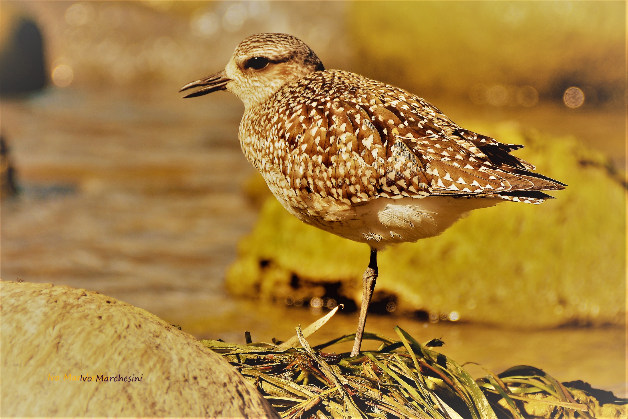 Grey Plover