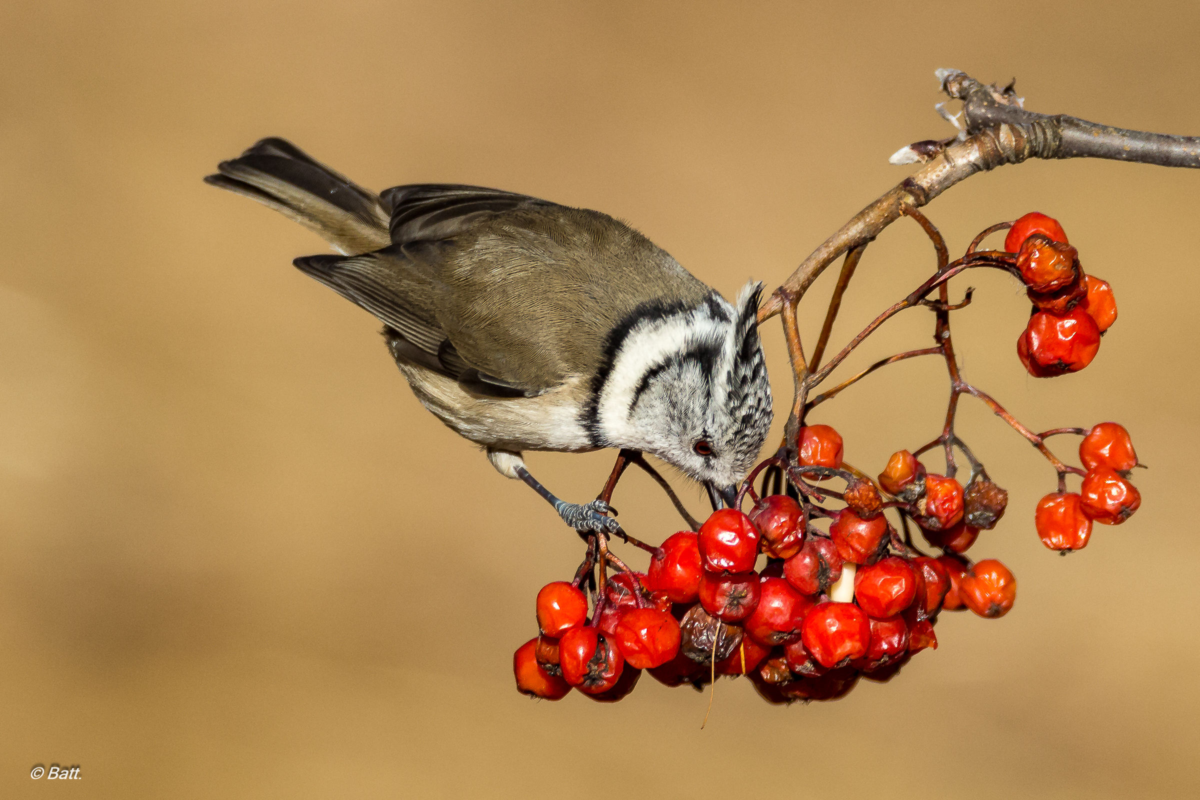 Ciancia crested on rowan