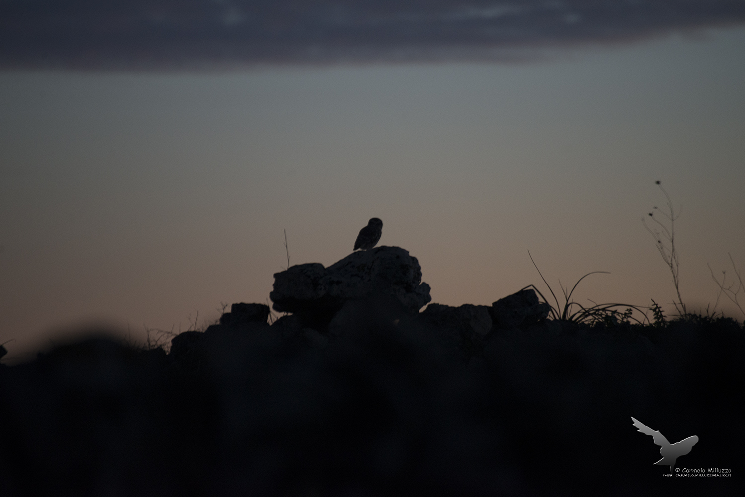 Owl at sunset