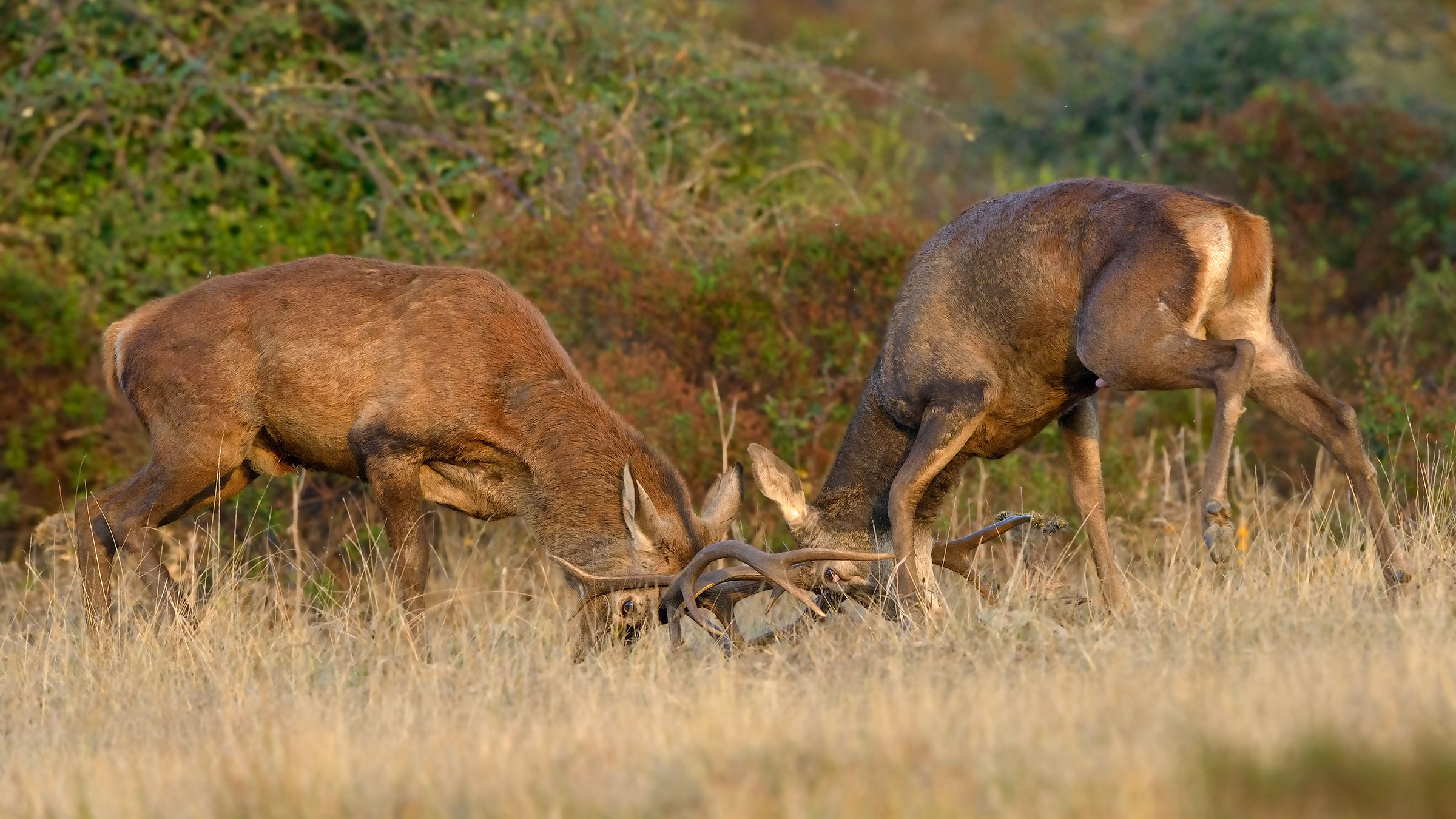 cevi fight between Sardinian-2