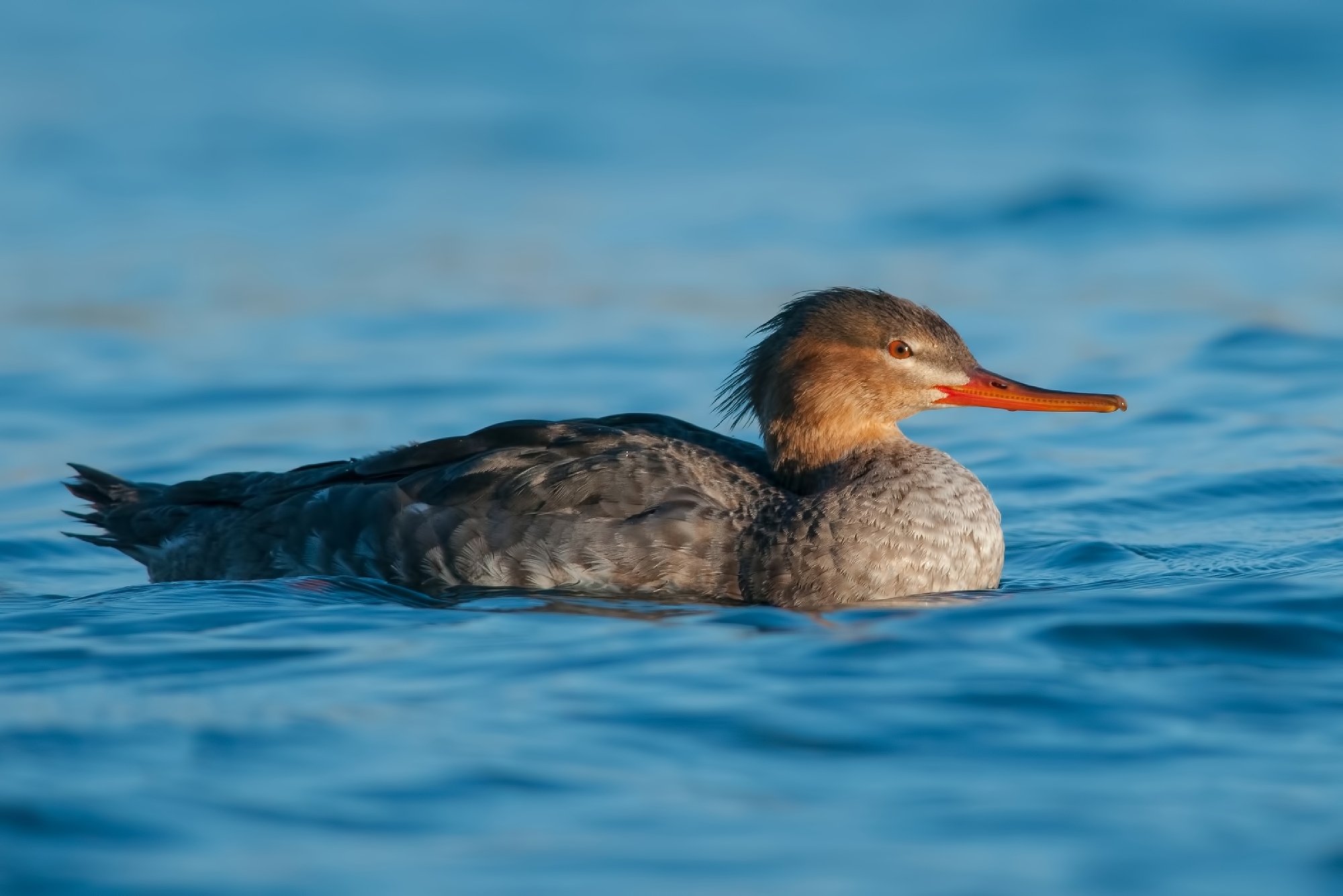 red-breasted merganser